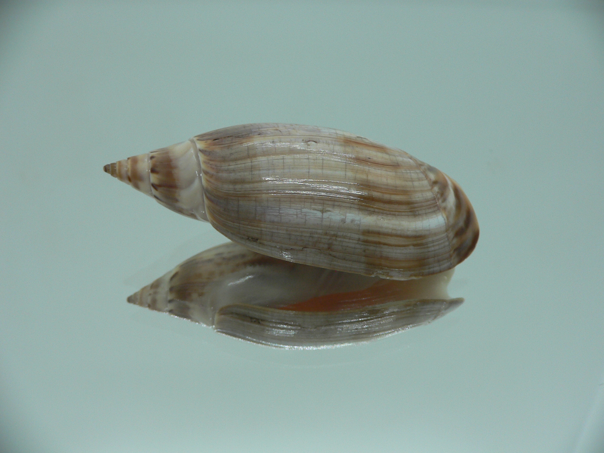 Agaronia travassosi RARE