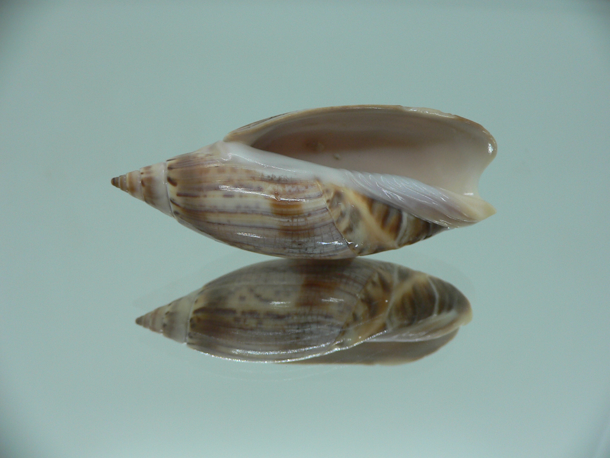 Agaronia travassosi RARE