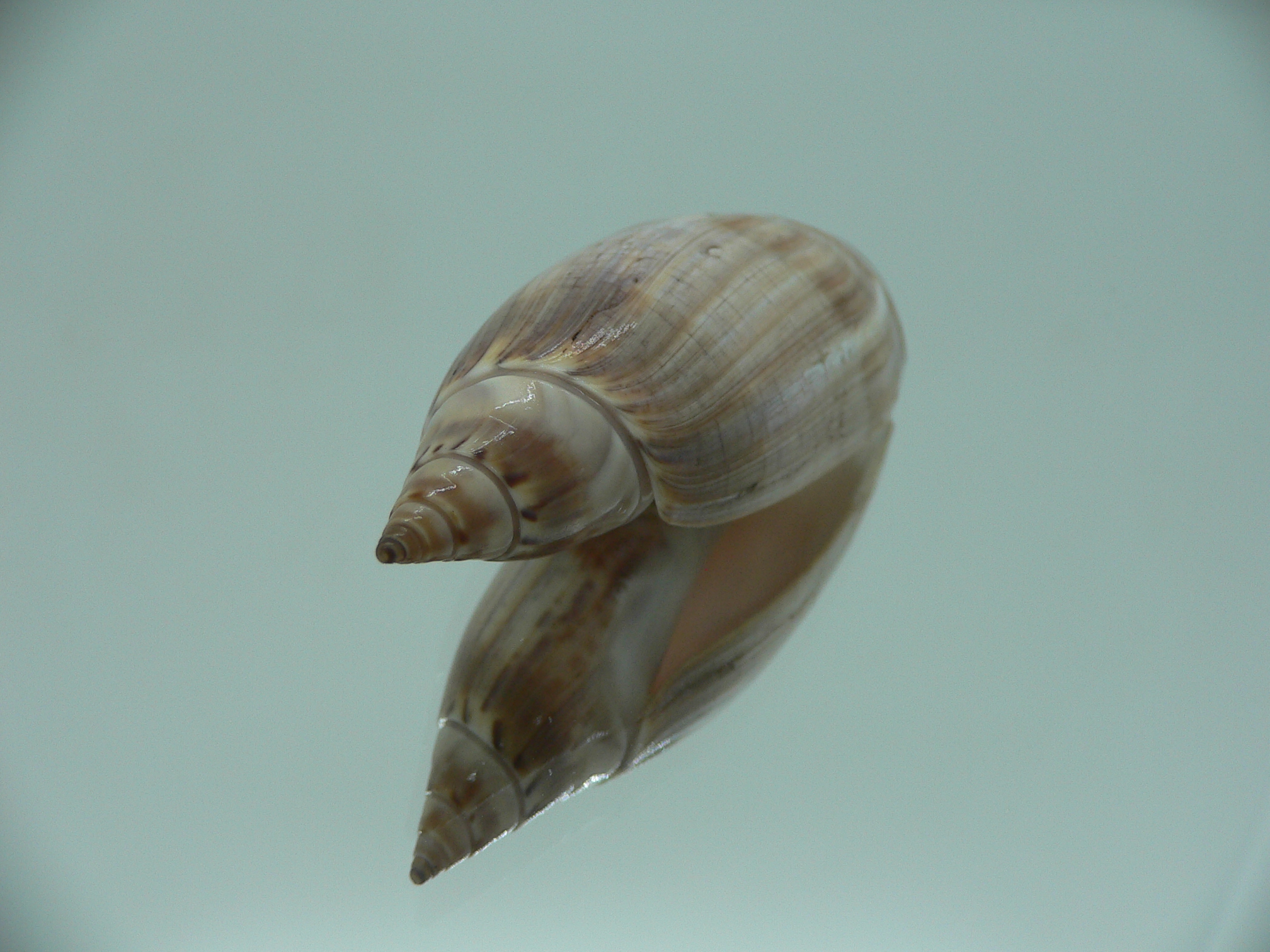 Agaronia travassosi RARE