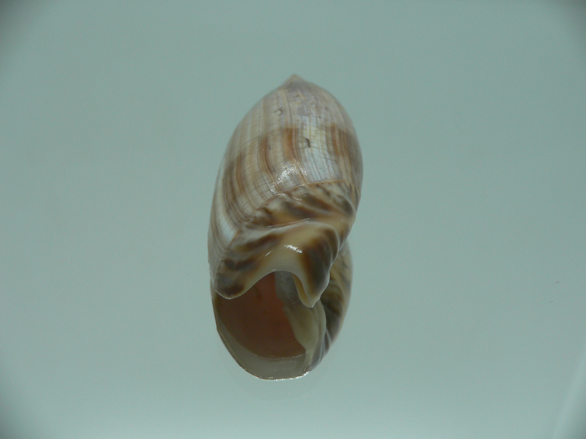 Agaronia travassosi RARE