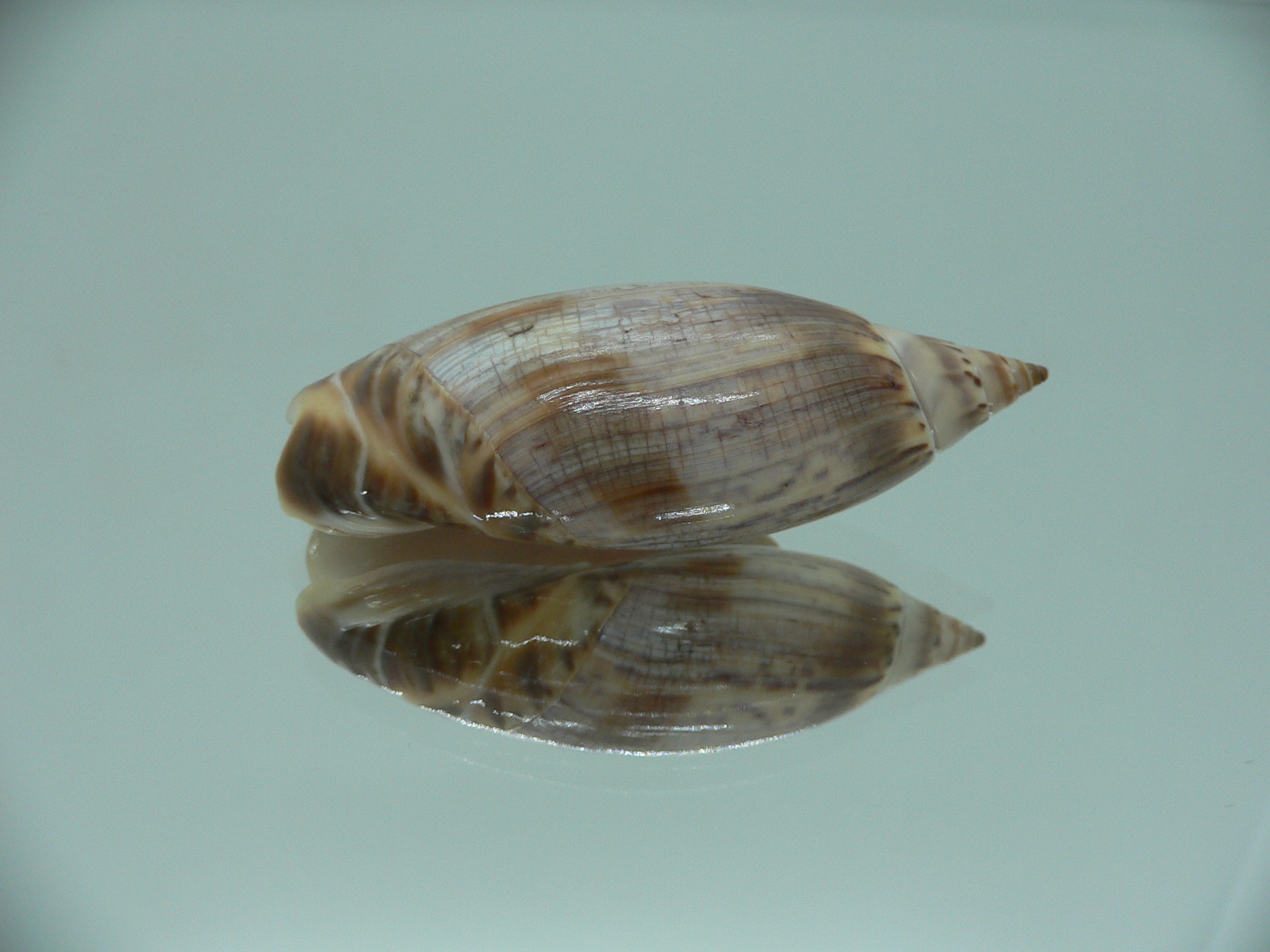 Agaronia travassosi RARE