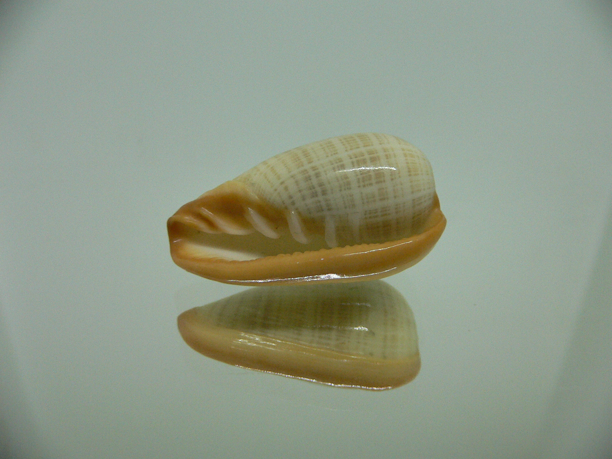 Cryptospira elegans GOLD FORM