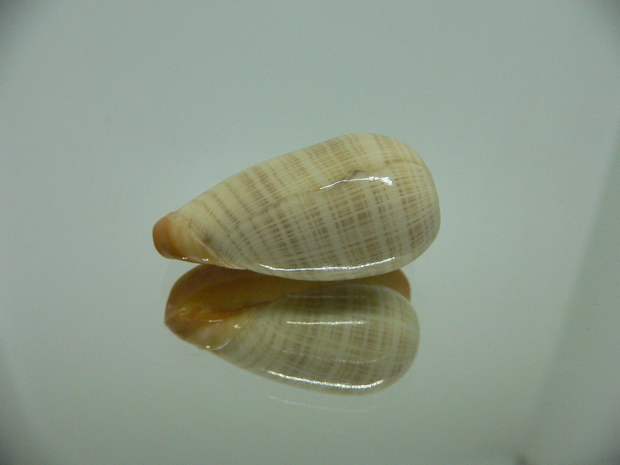 Cryptospira elegans GOLD FORM