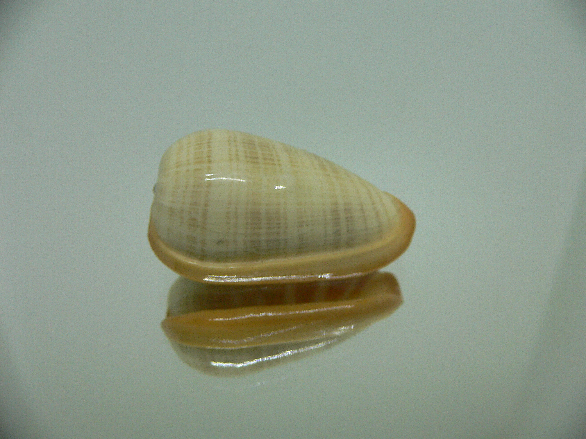 Cryptospira elegans GOLD FORM