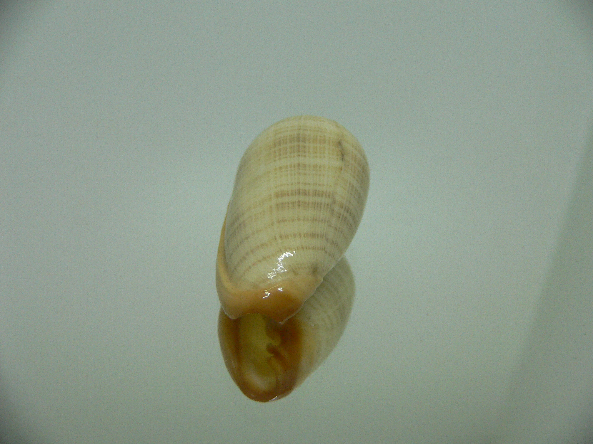 Cryptospira elegans GOLD FORM