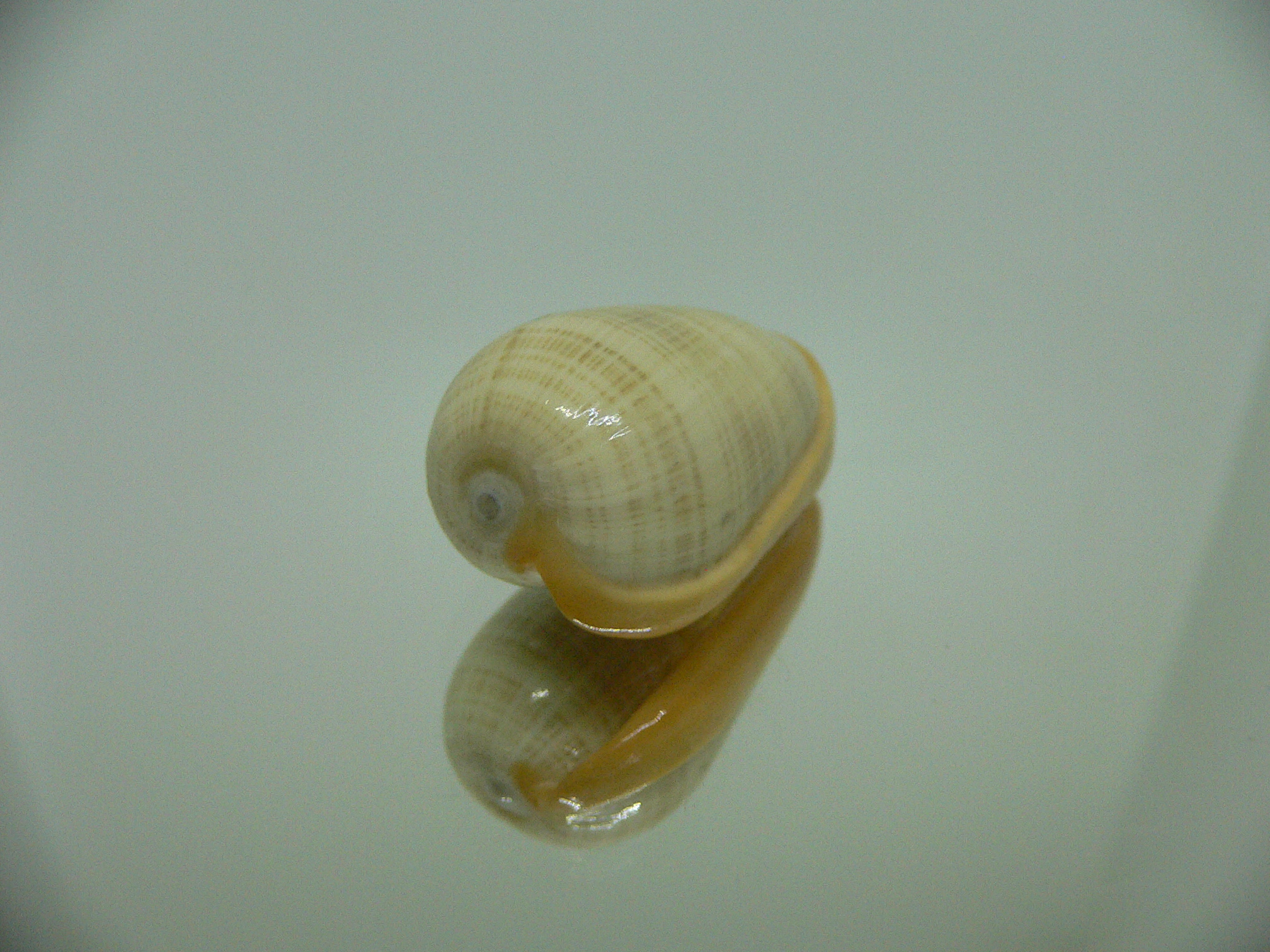 Cryptospira elegans GOLD FORM