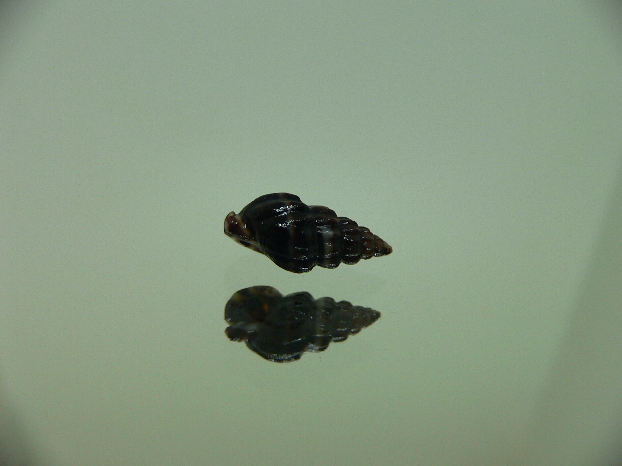 Nassarius japonicus GIANT