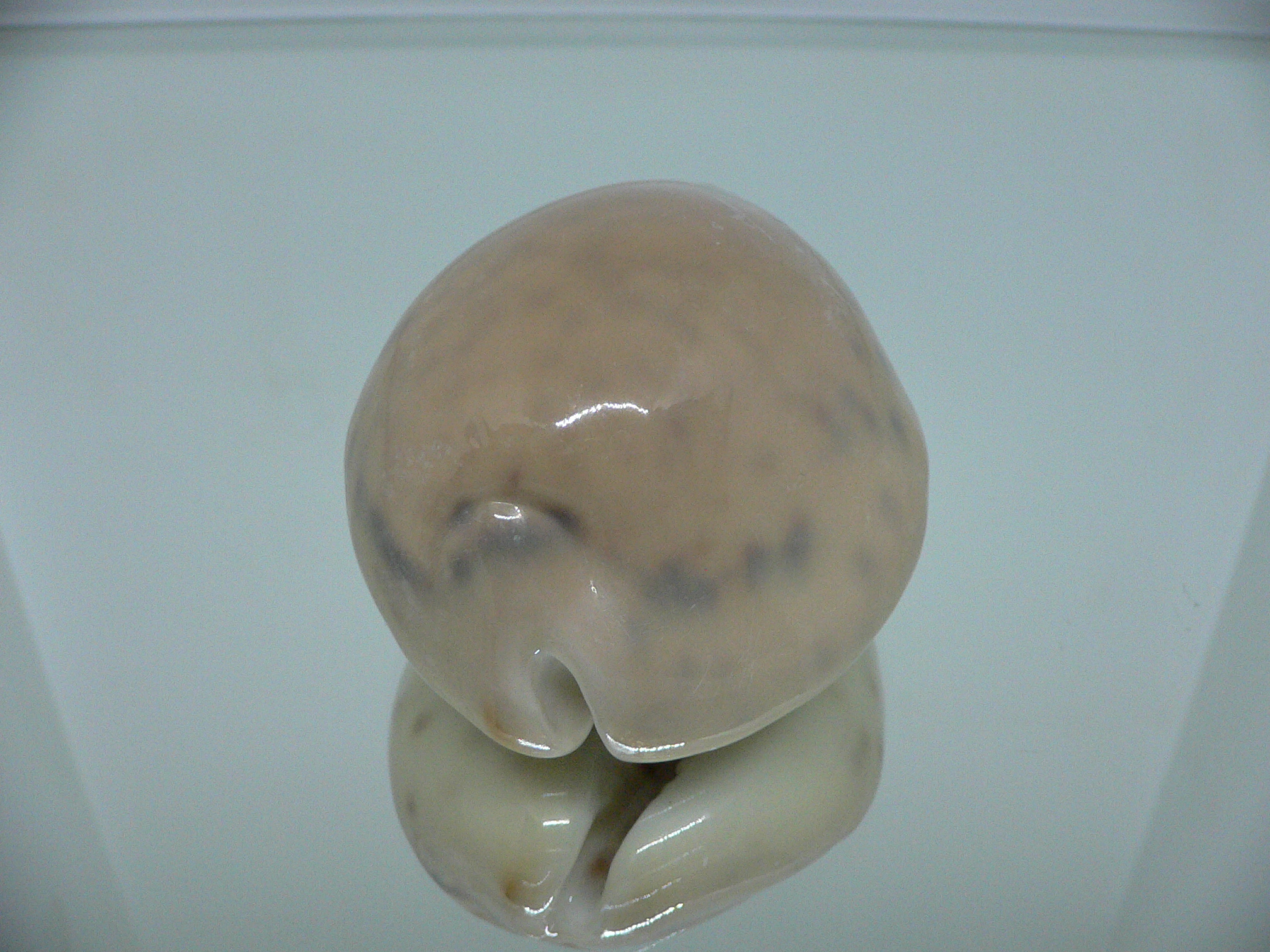 Cypraea tigris tigris UNUSUAL COLOR