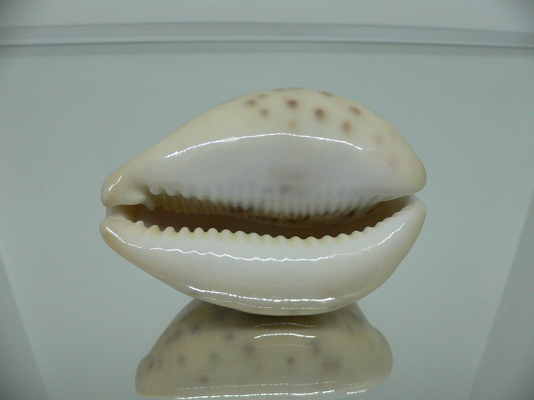 Cypraea tigris tigris UNUSUAL COLOR