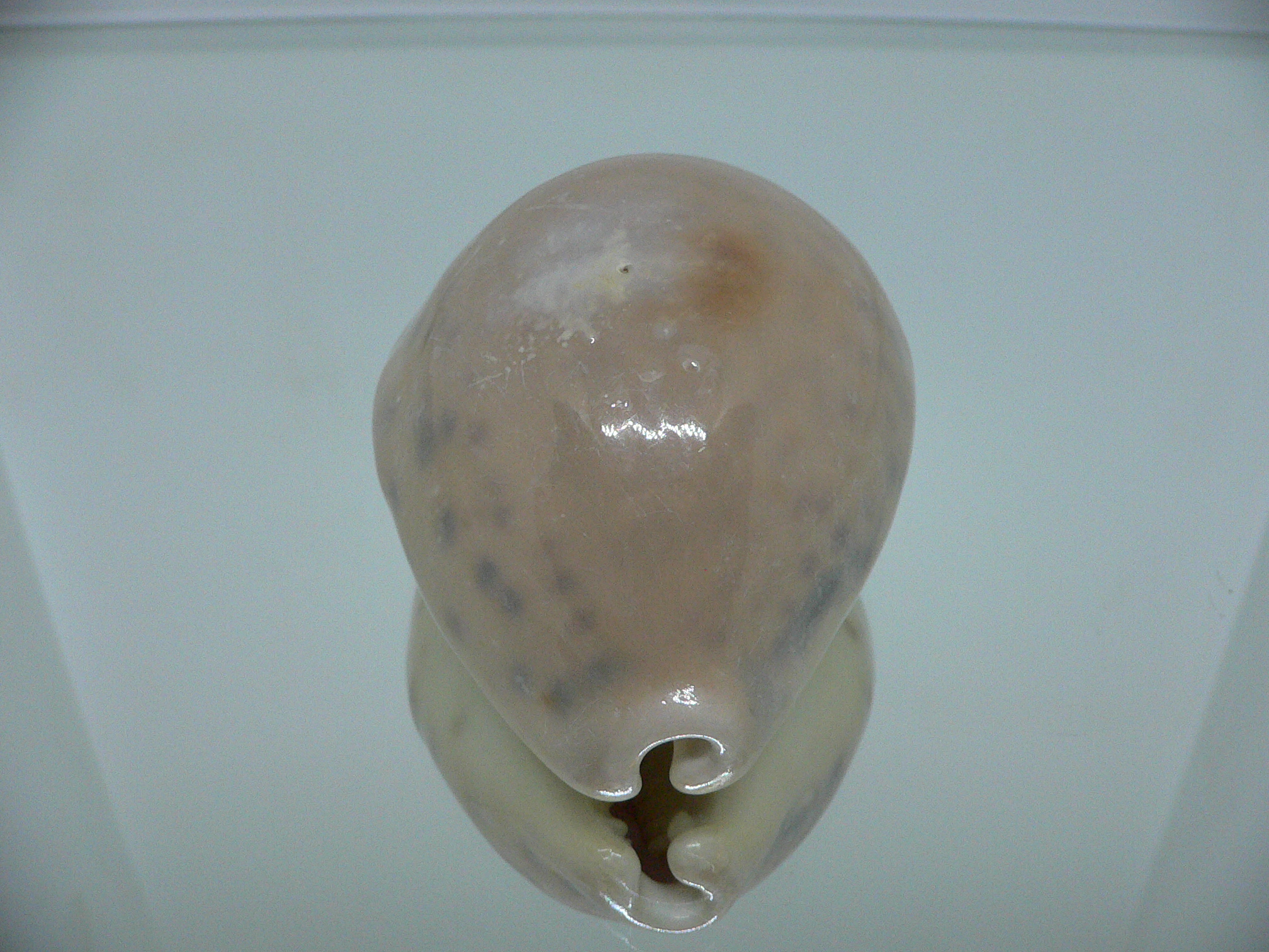 Cypraea tigris tigris UNUSUAL COLOR