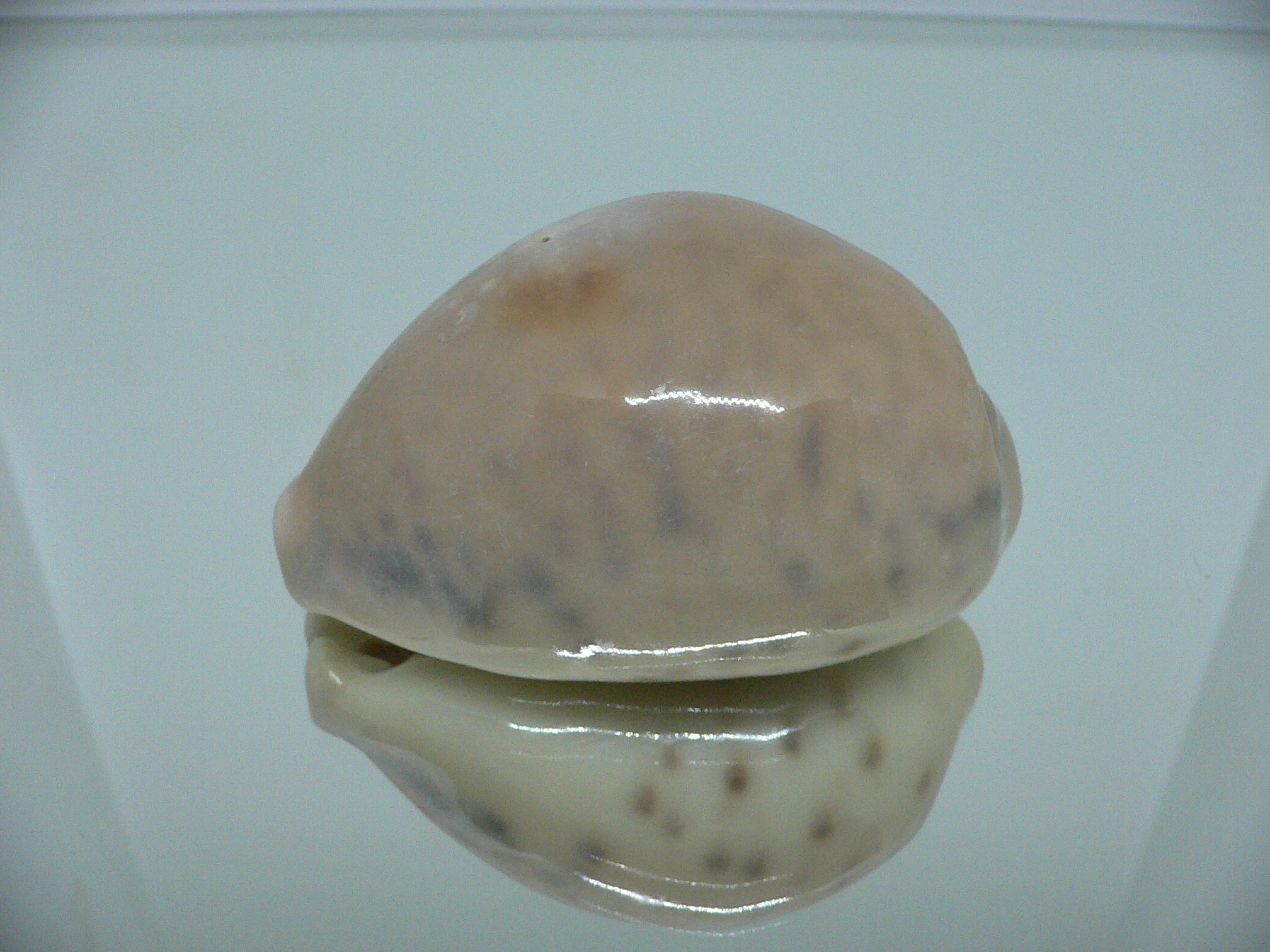 Cypraea tigris tigris UNUSUAL COLOR