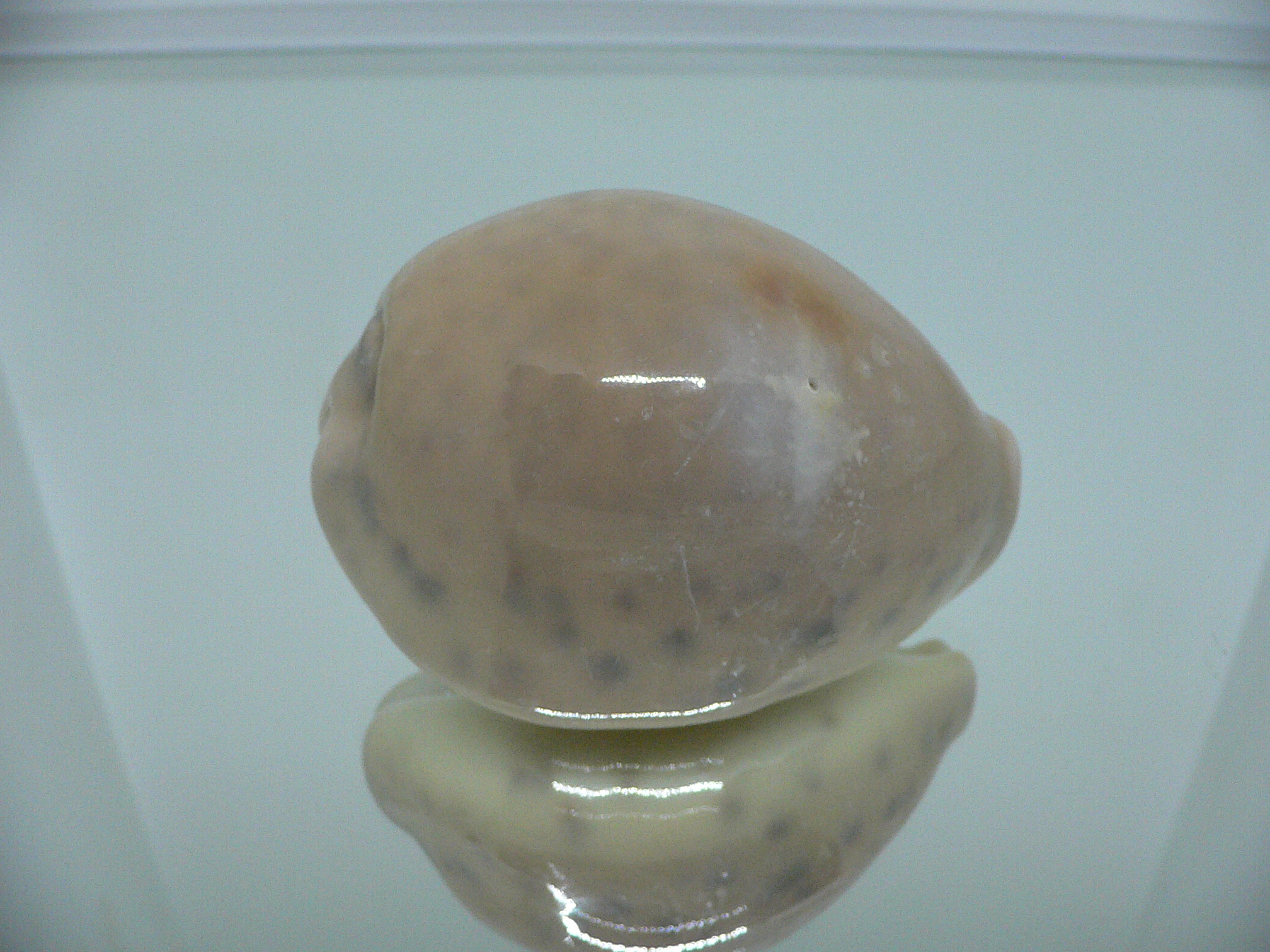 Cypraea tigris tigris UNUSUAL COLOR