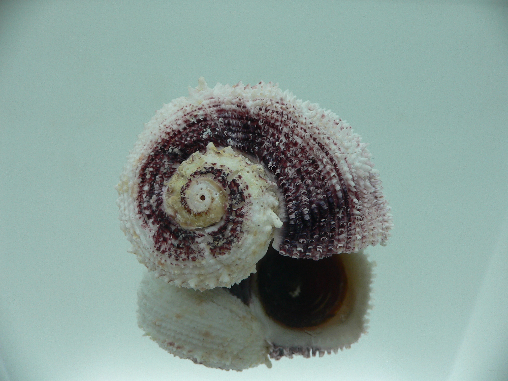 Angaria tyria ENDEMIC