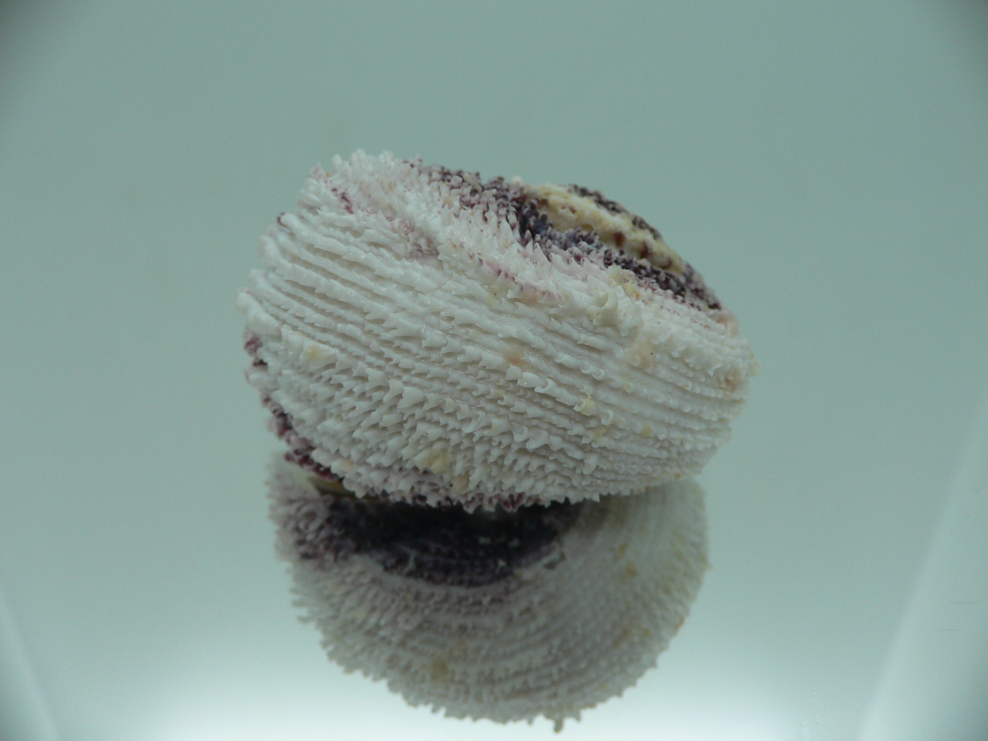 Angaria tyria ENDEMIC