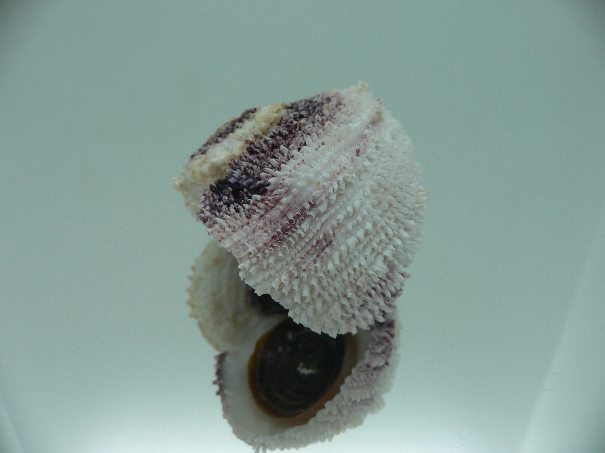 Angaria tyria ENDEMIC