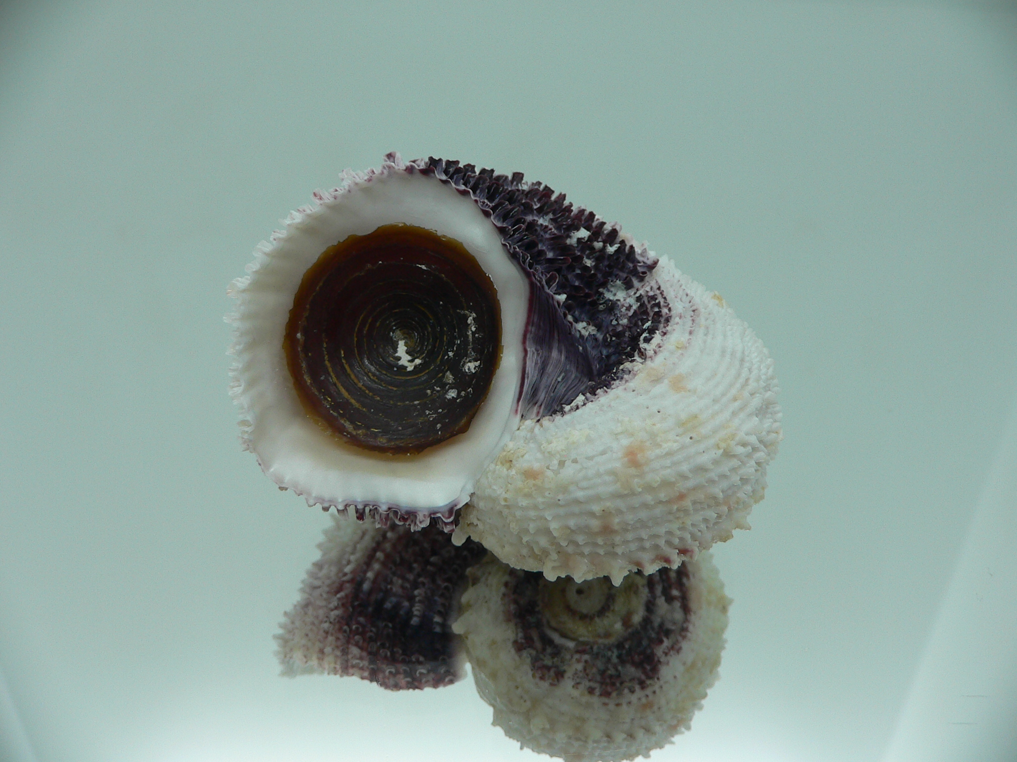 Angaria tyria ENDEMIC