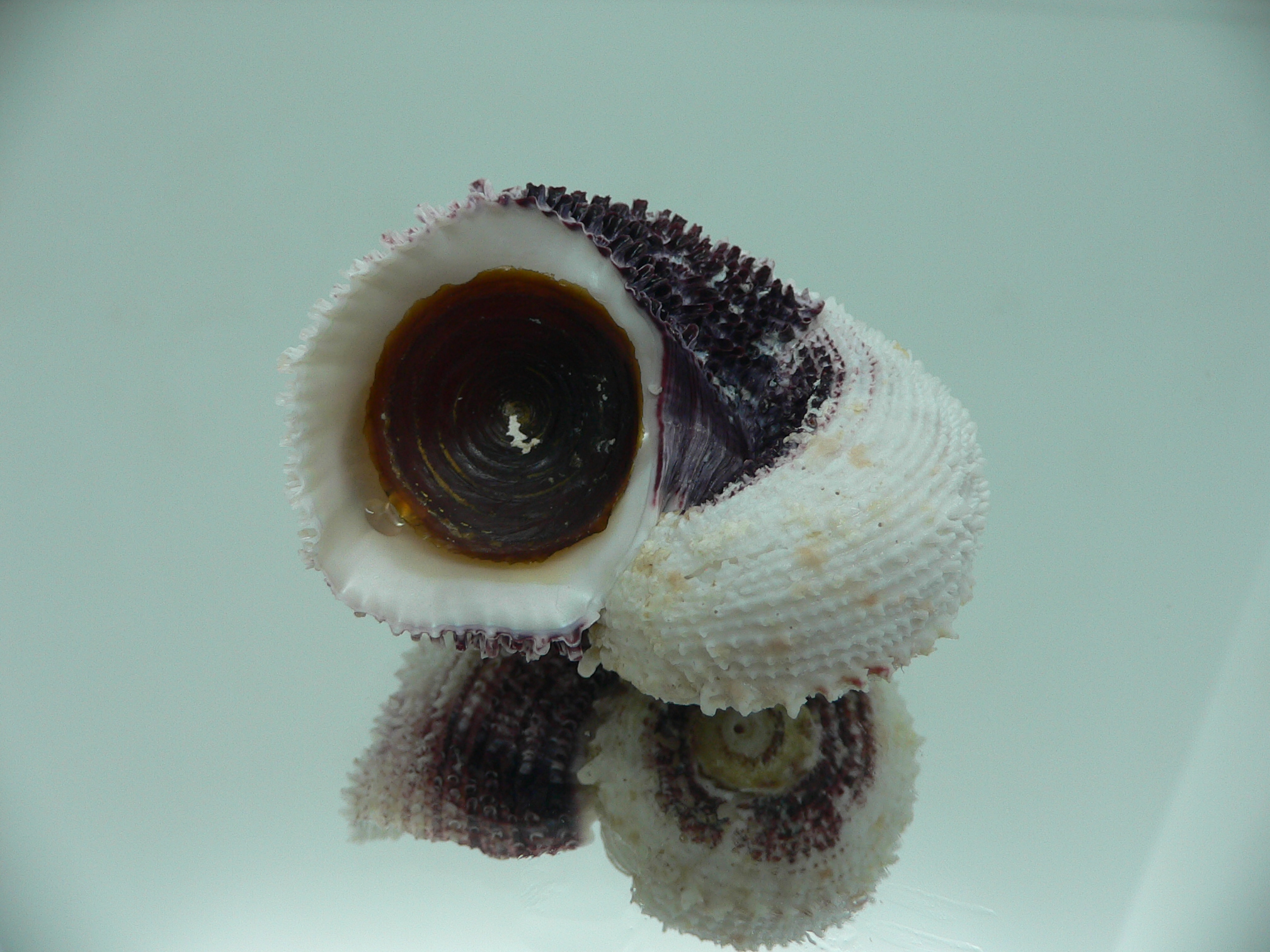 Angaria tyria ENDEMIC