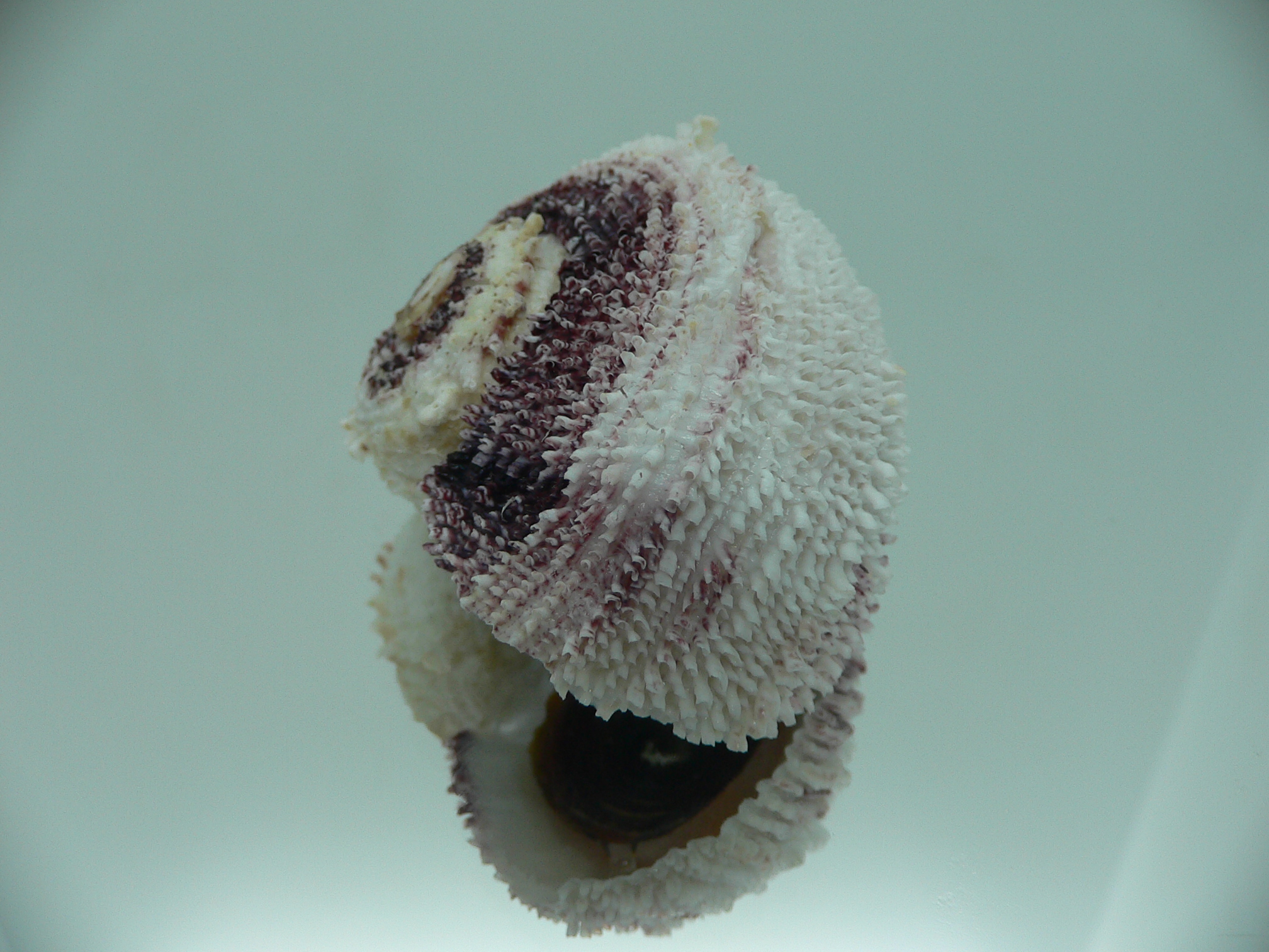 Angaria tyria ENDEMIC