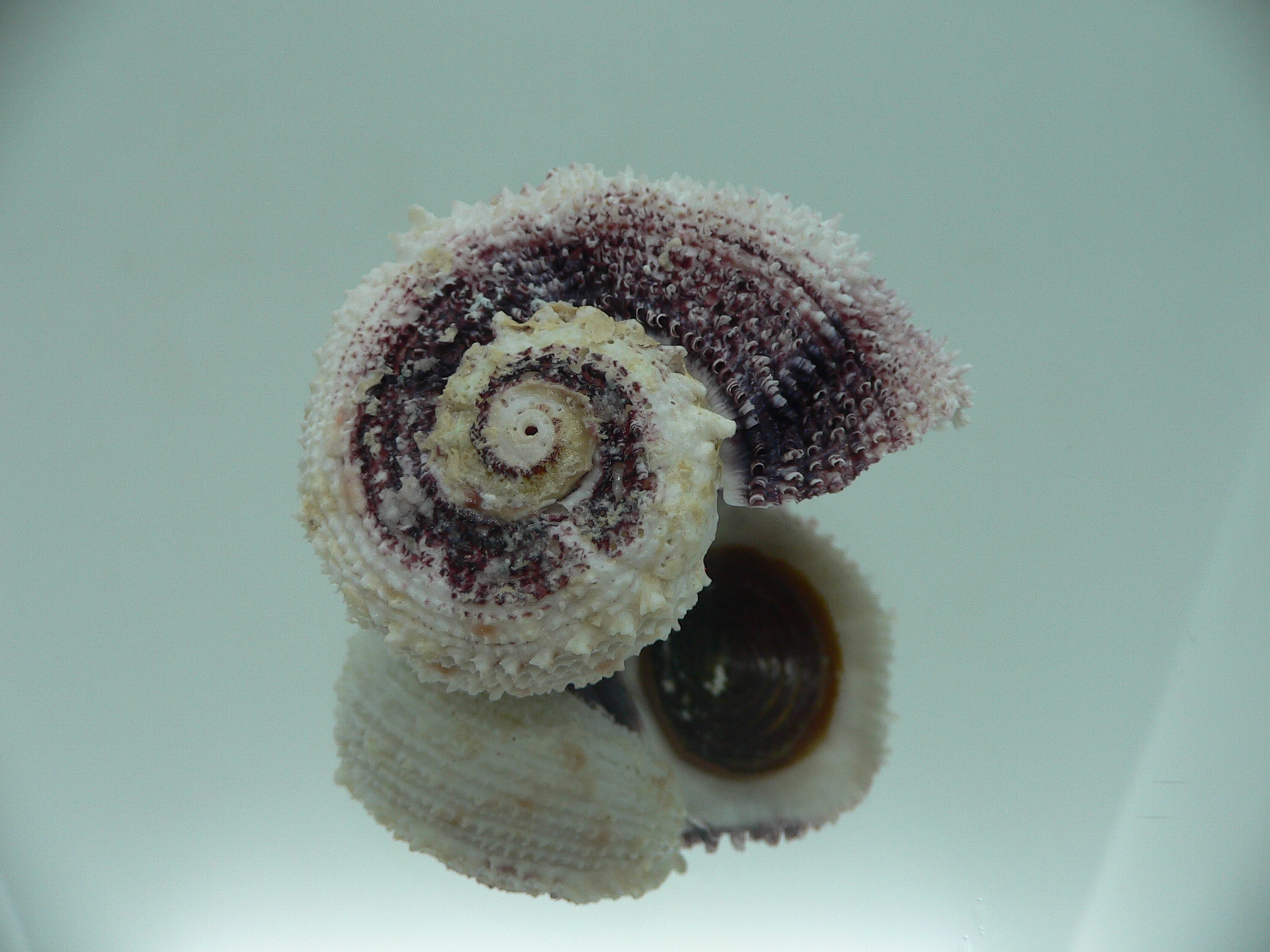 Angaria tyria ENDEMIC