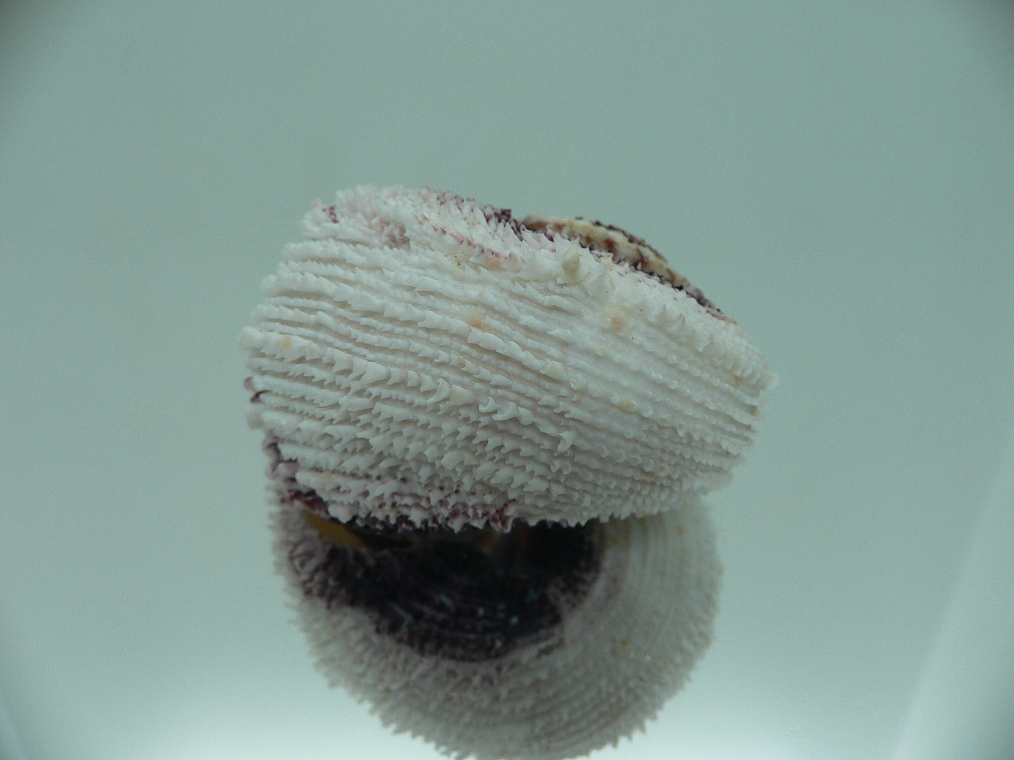 Angaria tyria ENDEMIC
