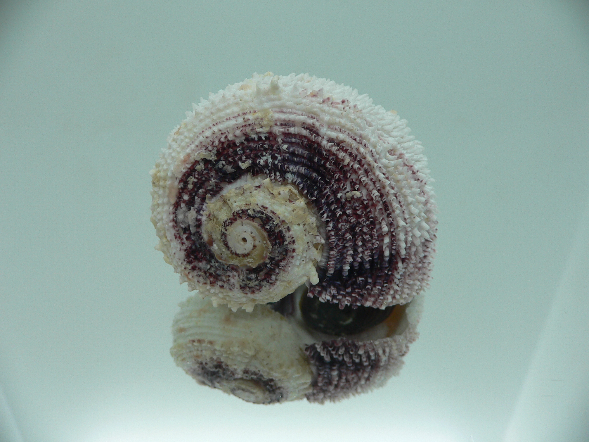 Angaria tyria ENDEMIC