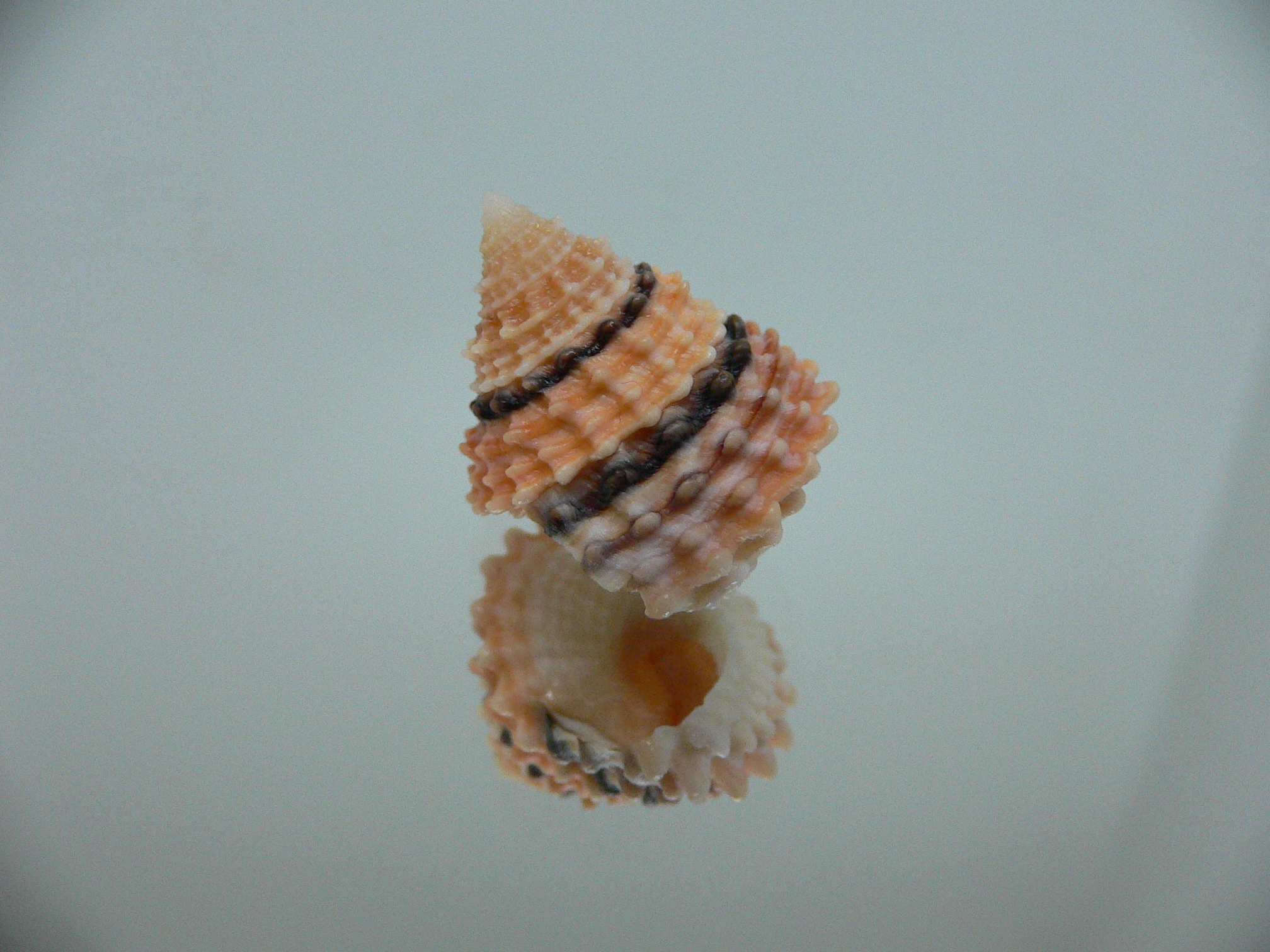 Tectarius tectumpersicum