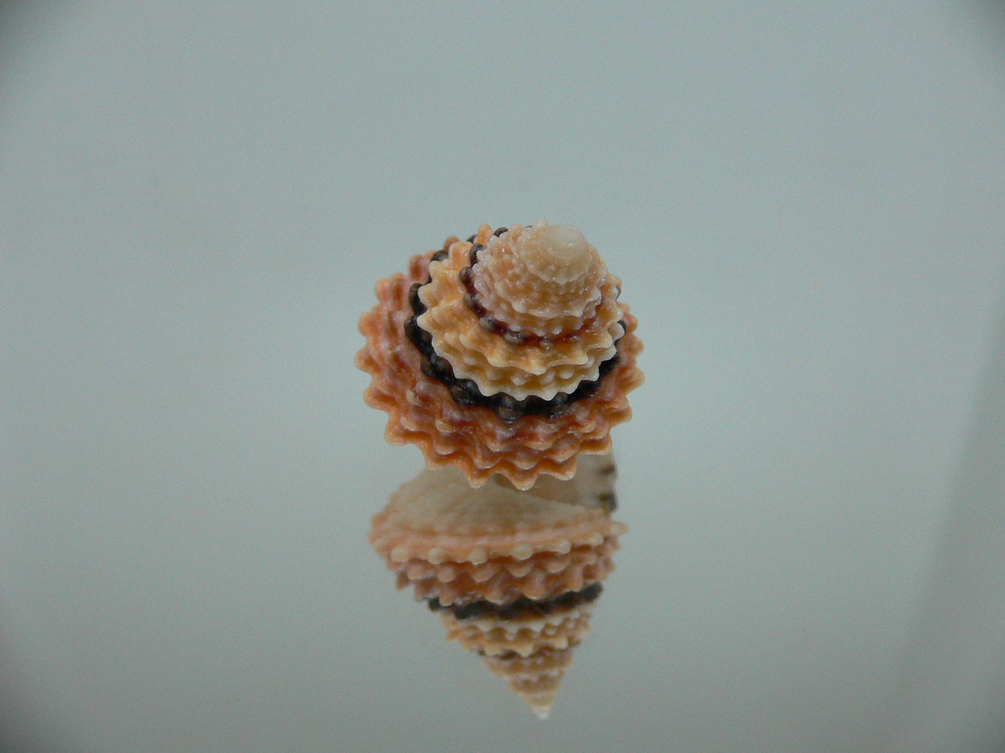 Tectarius tectumpersicum