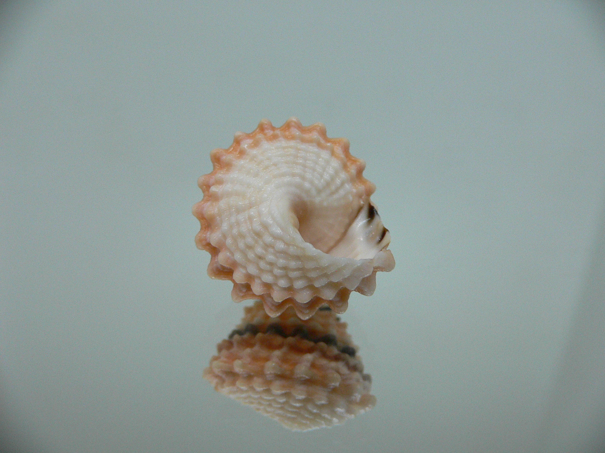 Tectarius tectumpersicum