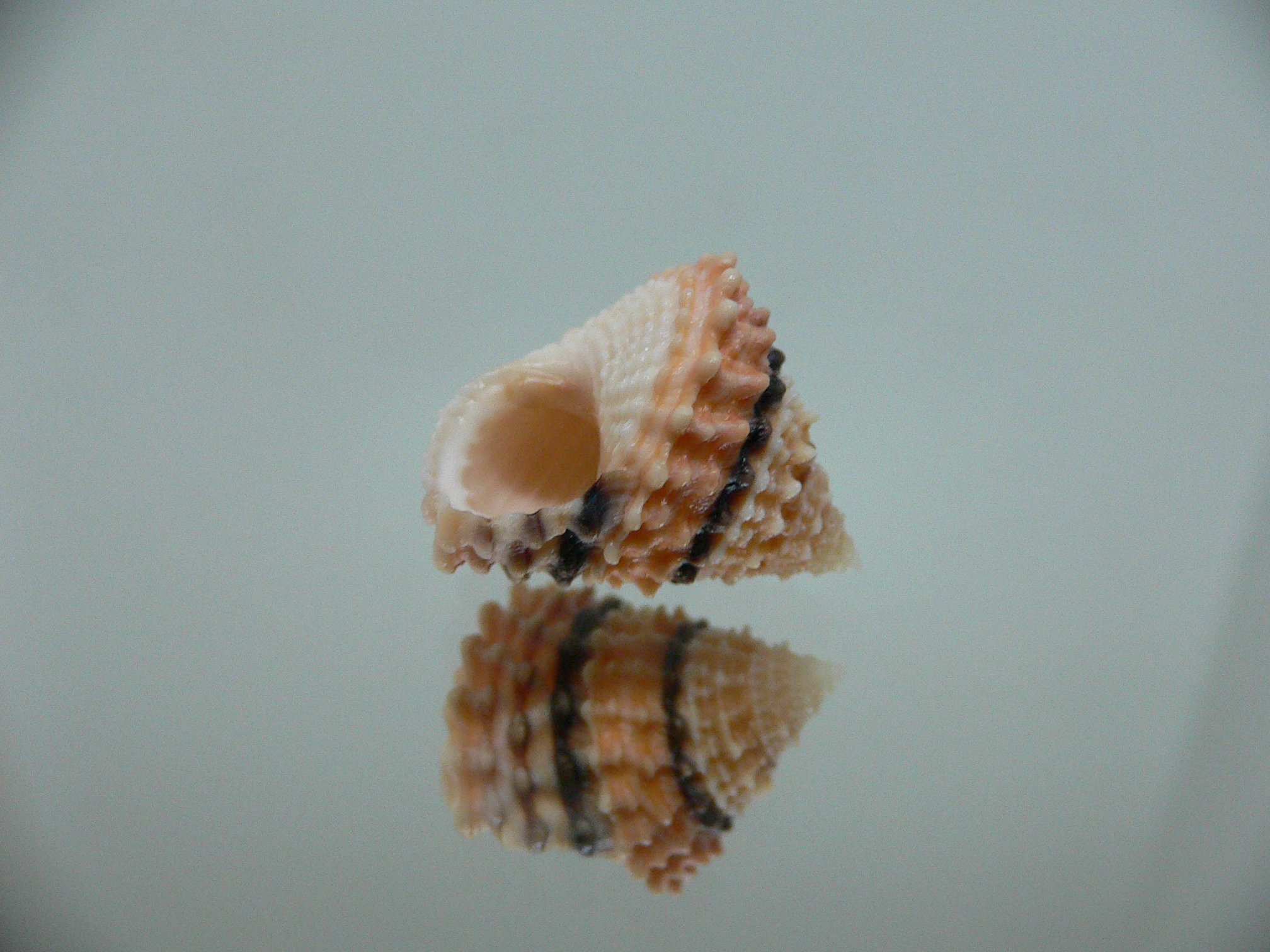 Tectarius tectumpersicum