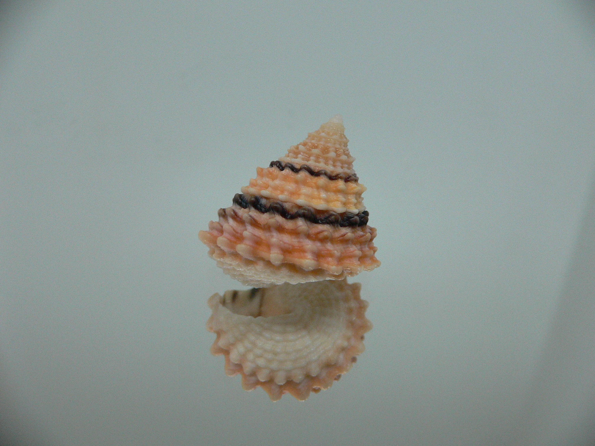 Tectarius tectumpersicum