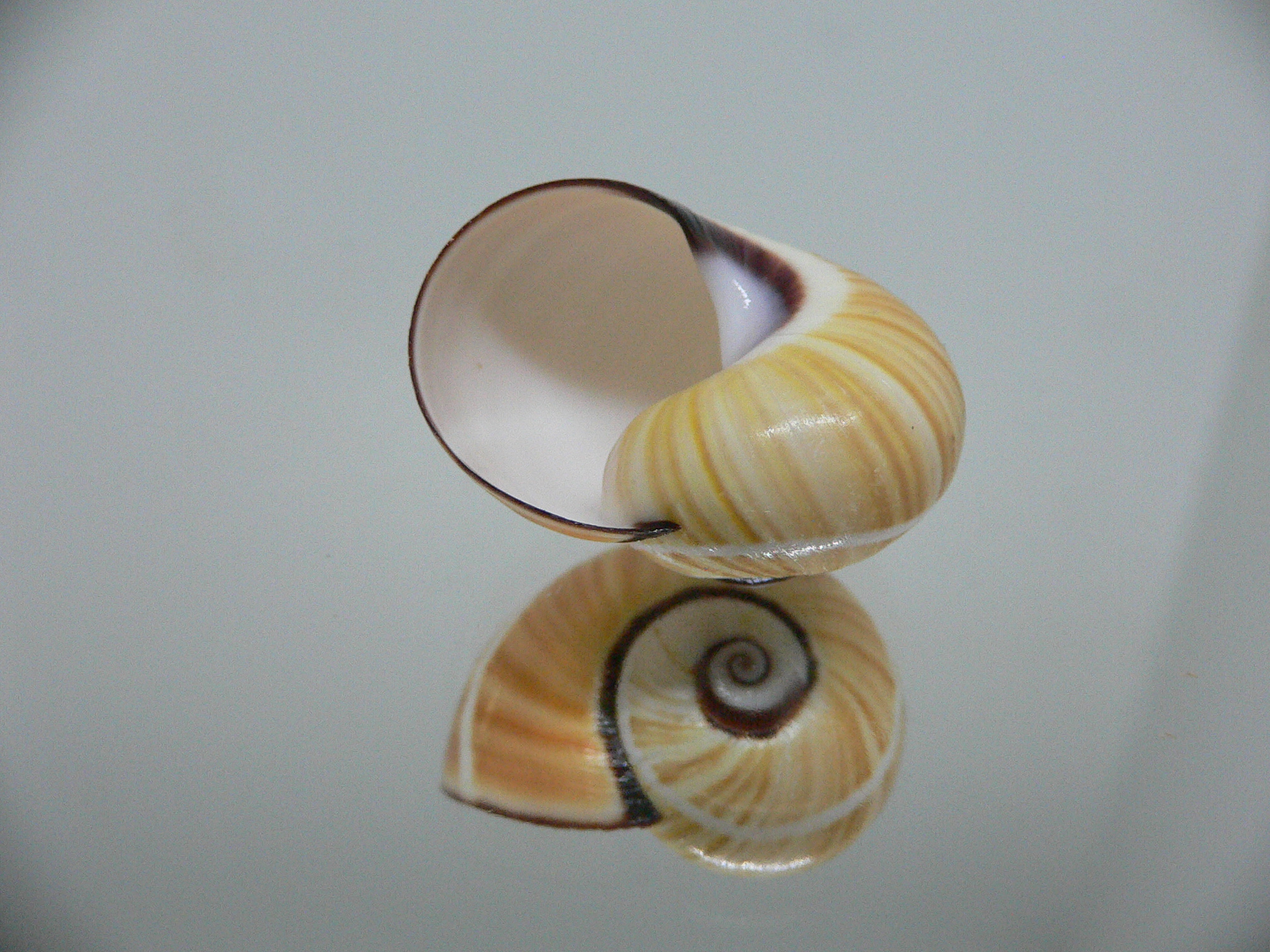 Polymita picta cf. picta