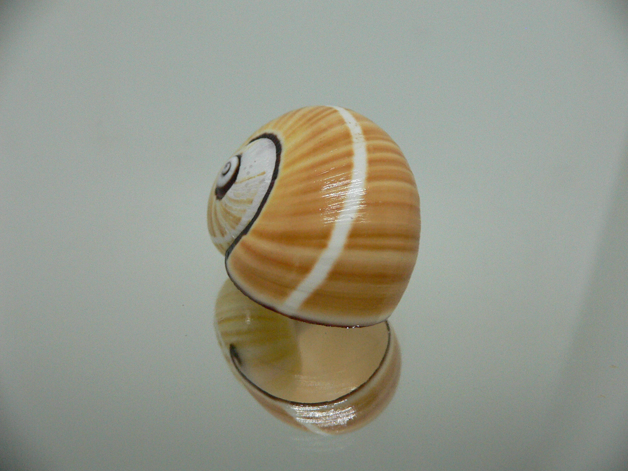 Polymita picta cf. picta