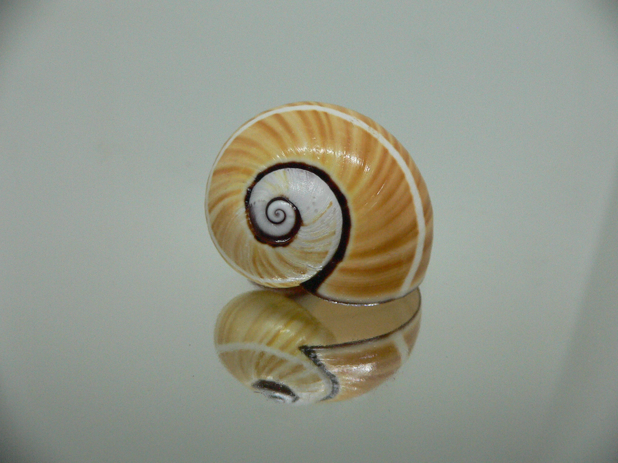 Polymita picta cf. picta