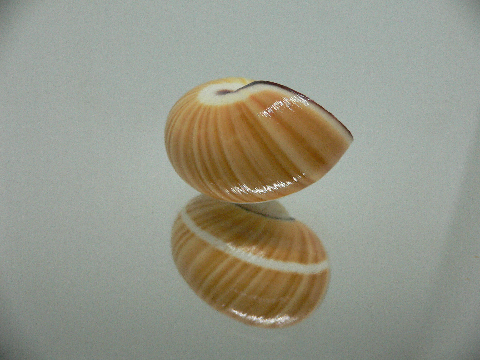 Polymita picta cf. picta