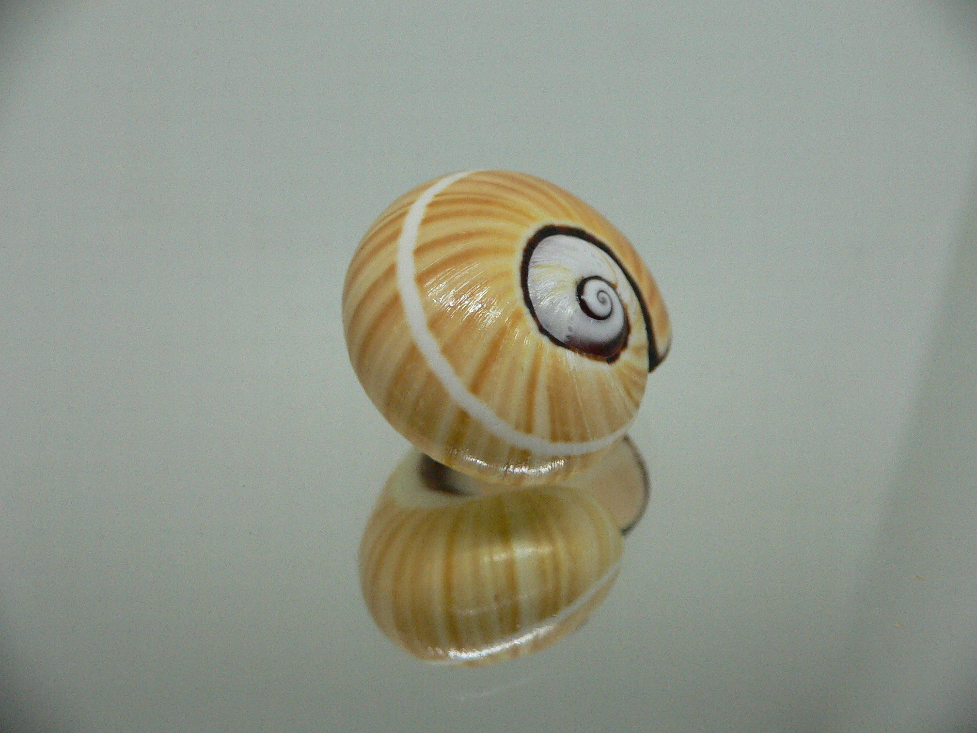 Polymita picta cf. picta