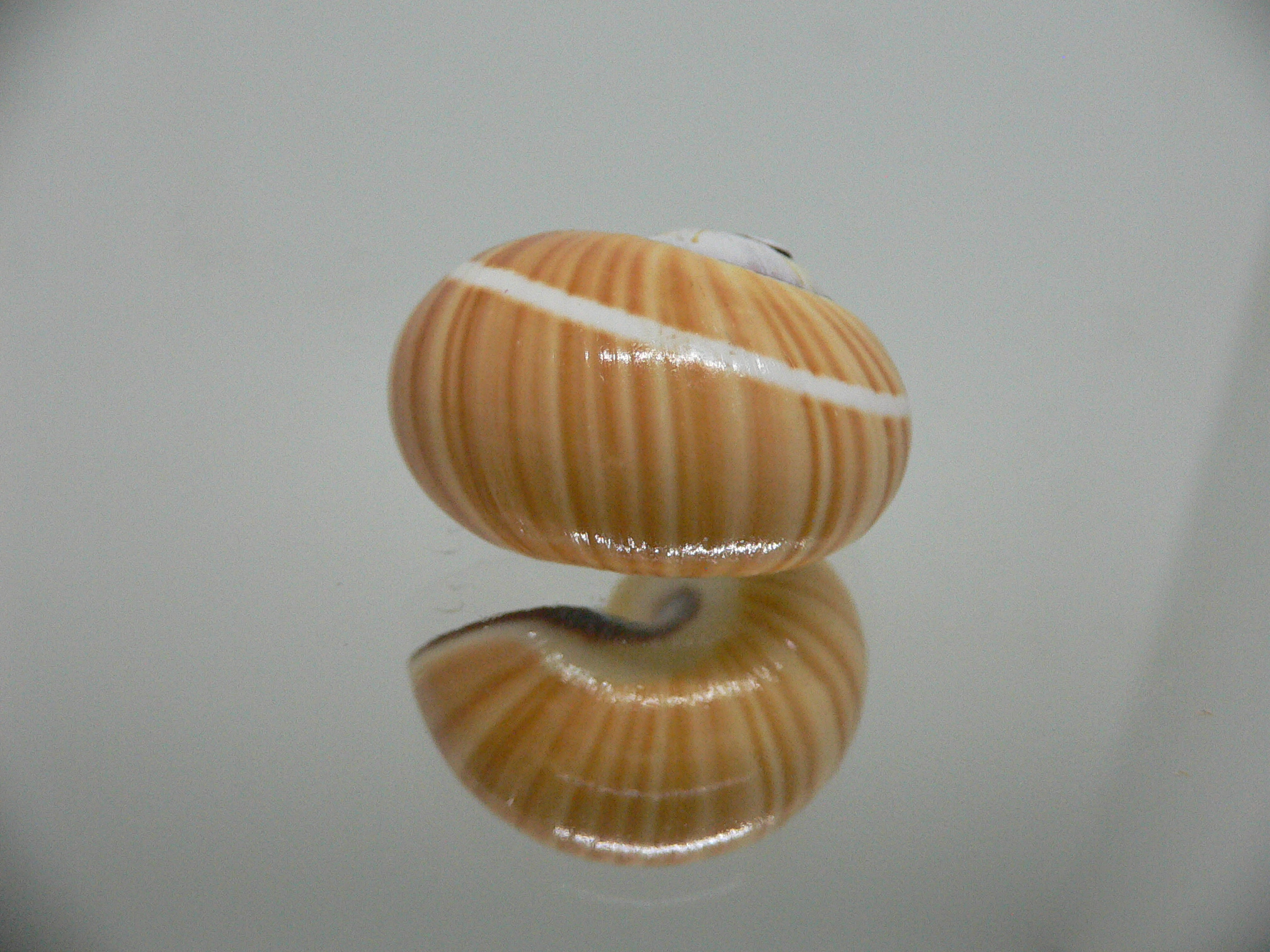 Polymita picta cf. picta