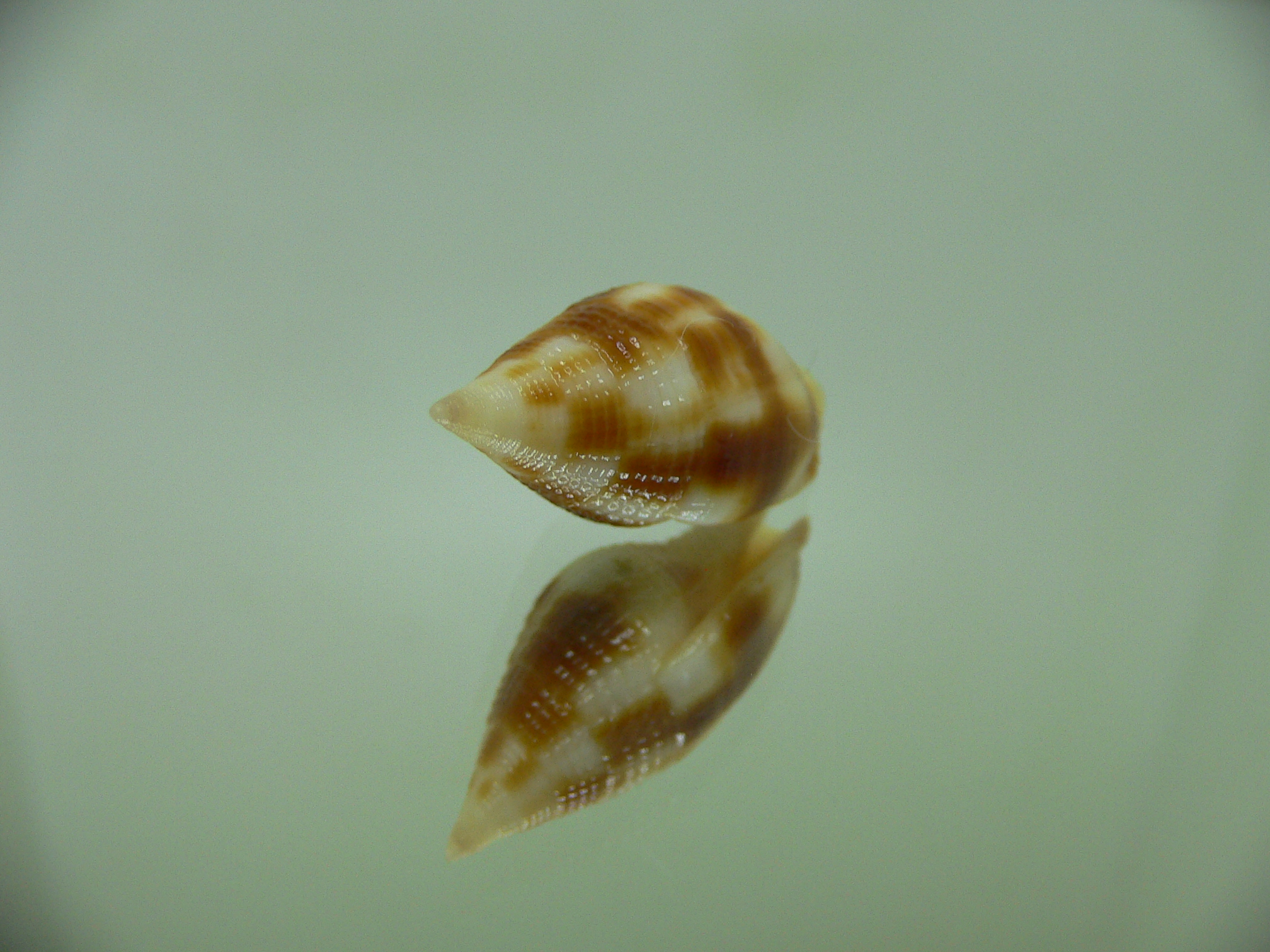 Nebularia contracta