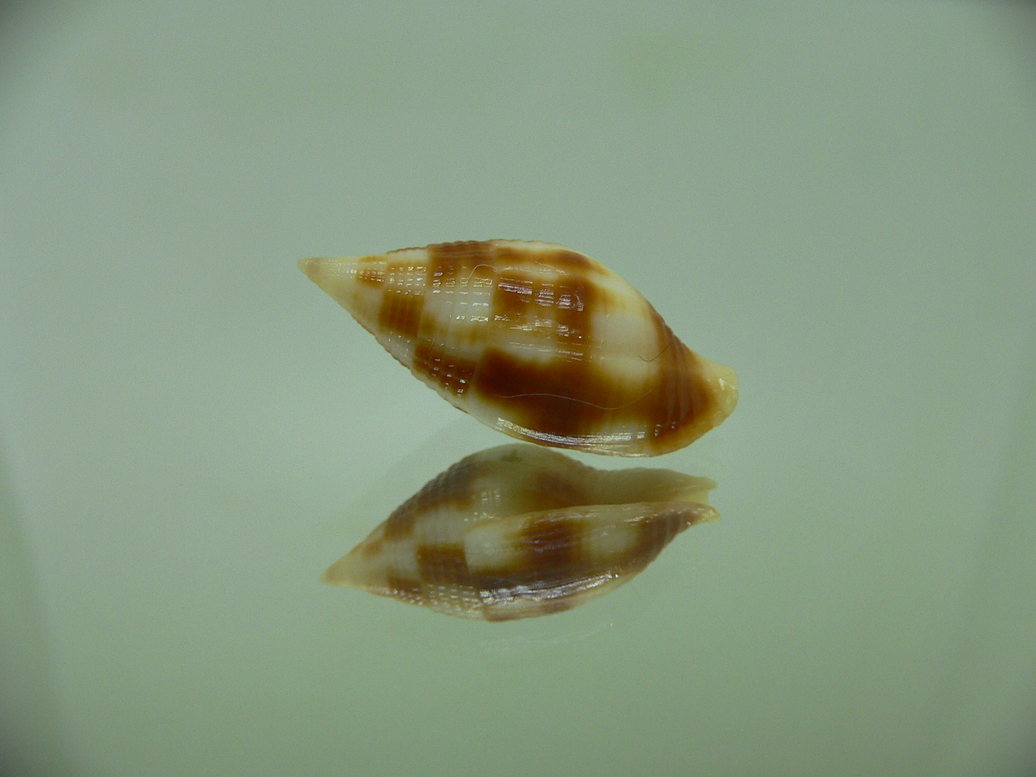 Nebularia contracta