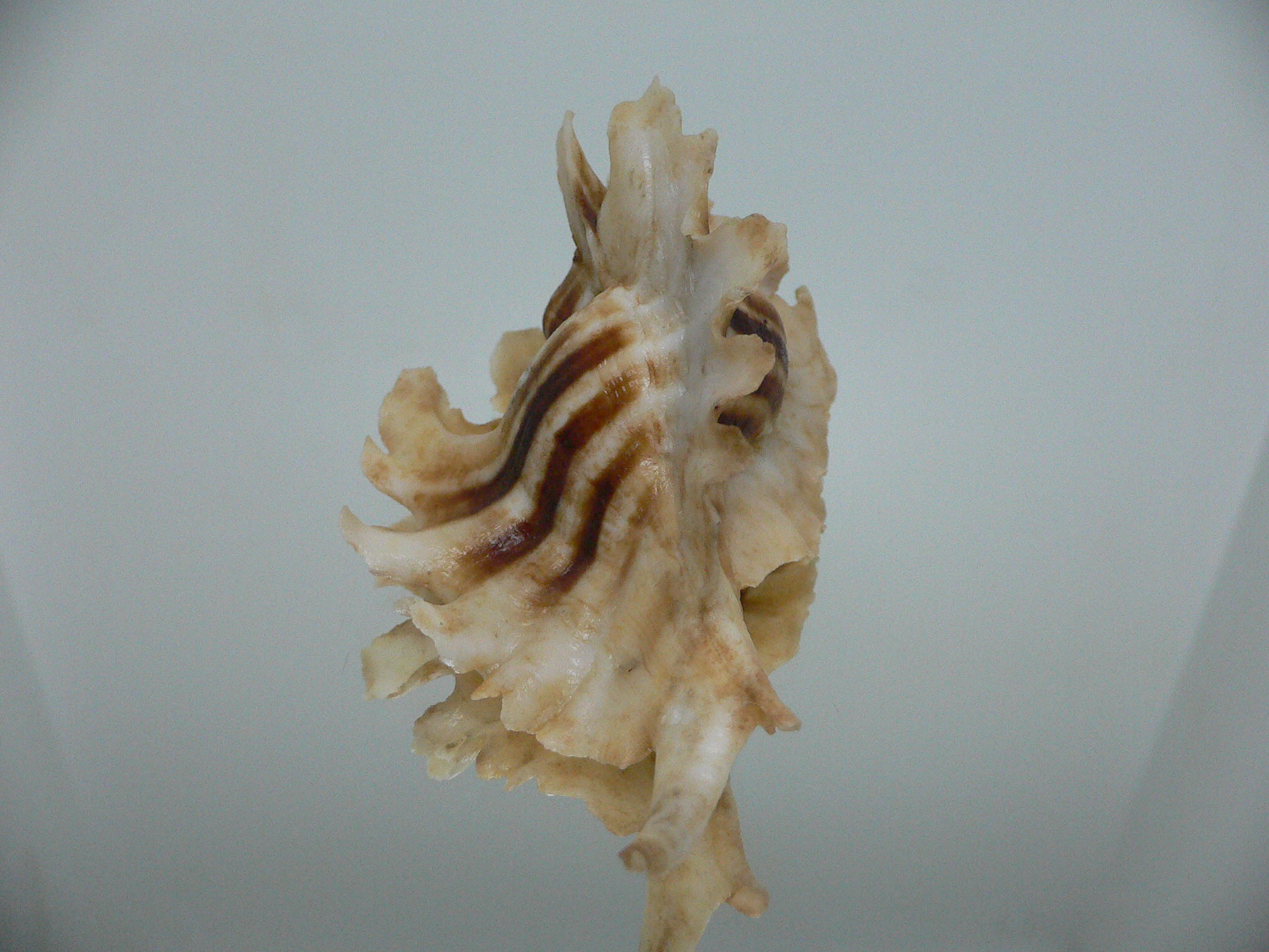 Pteropurpura trialata BIG & THORN