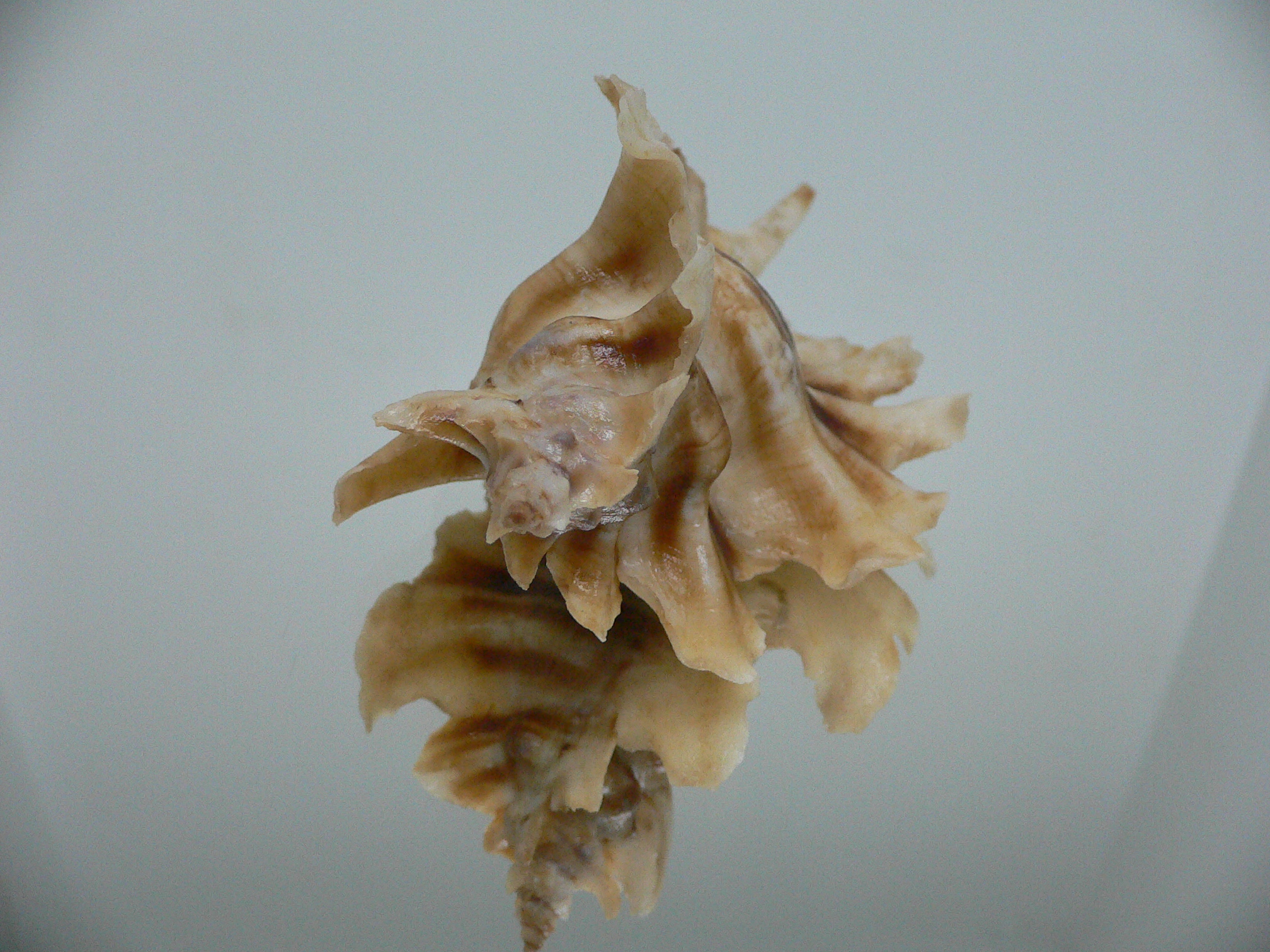 Pteropurpura trialata BIG & THORN