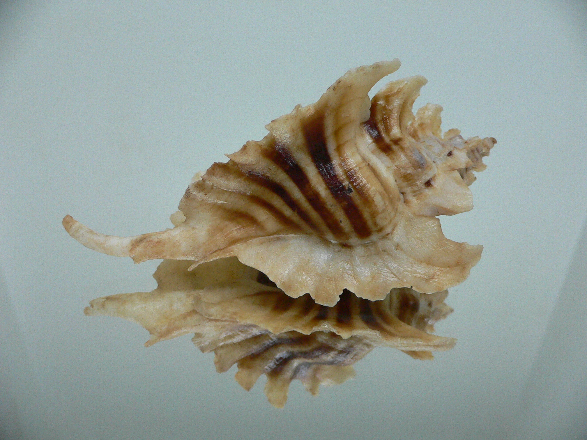 Pteropurpura trialata BIG & THORN