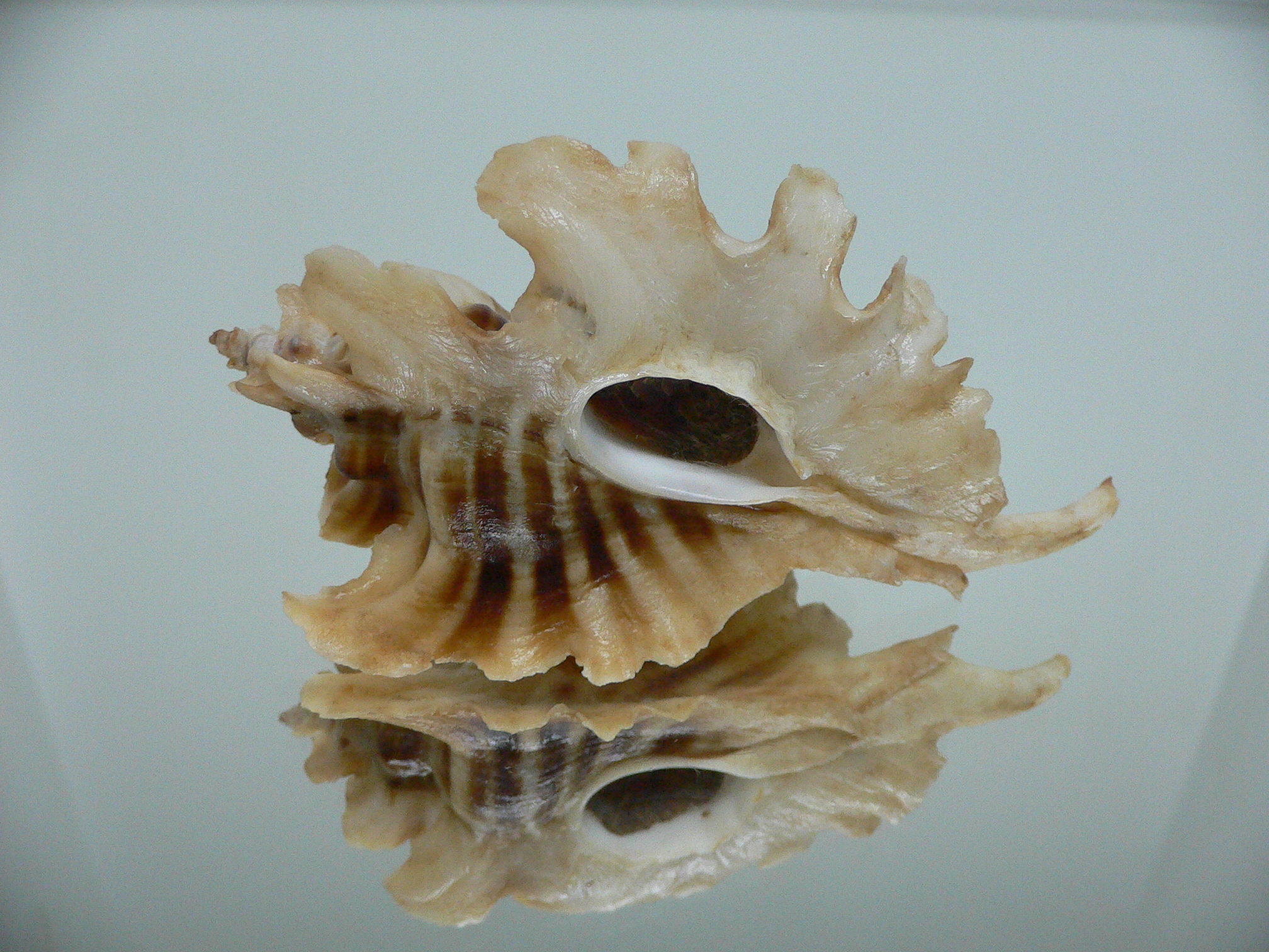 Pteropurpura trialata BIG & THORN