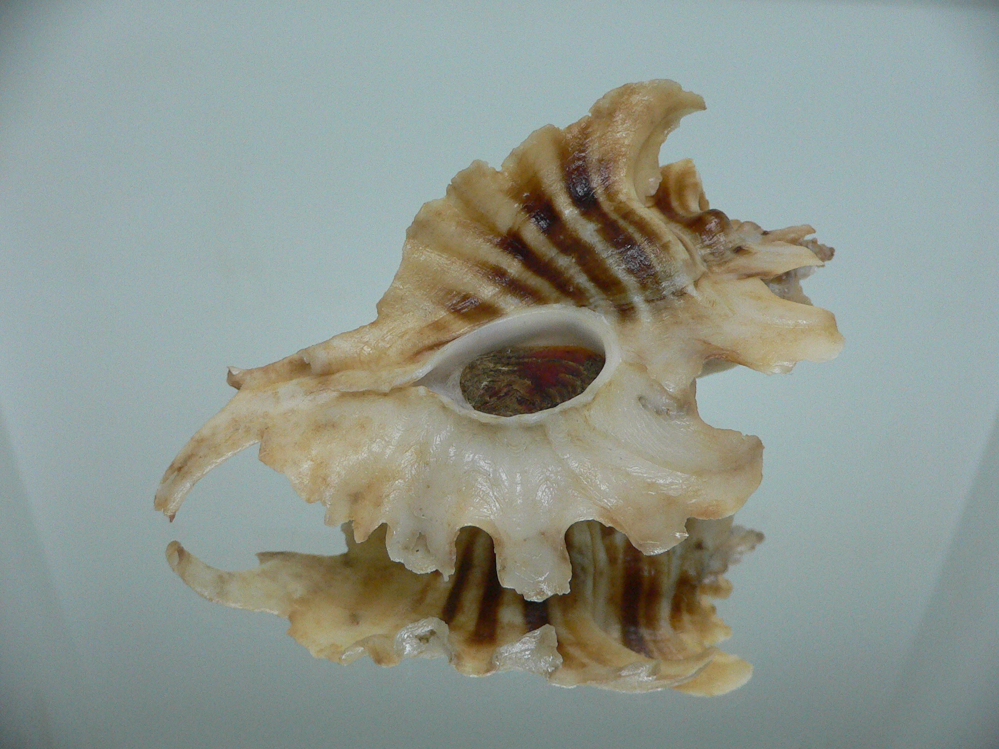 Pteropurpura trialata BIG & THORN