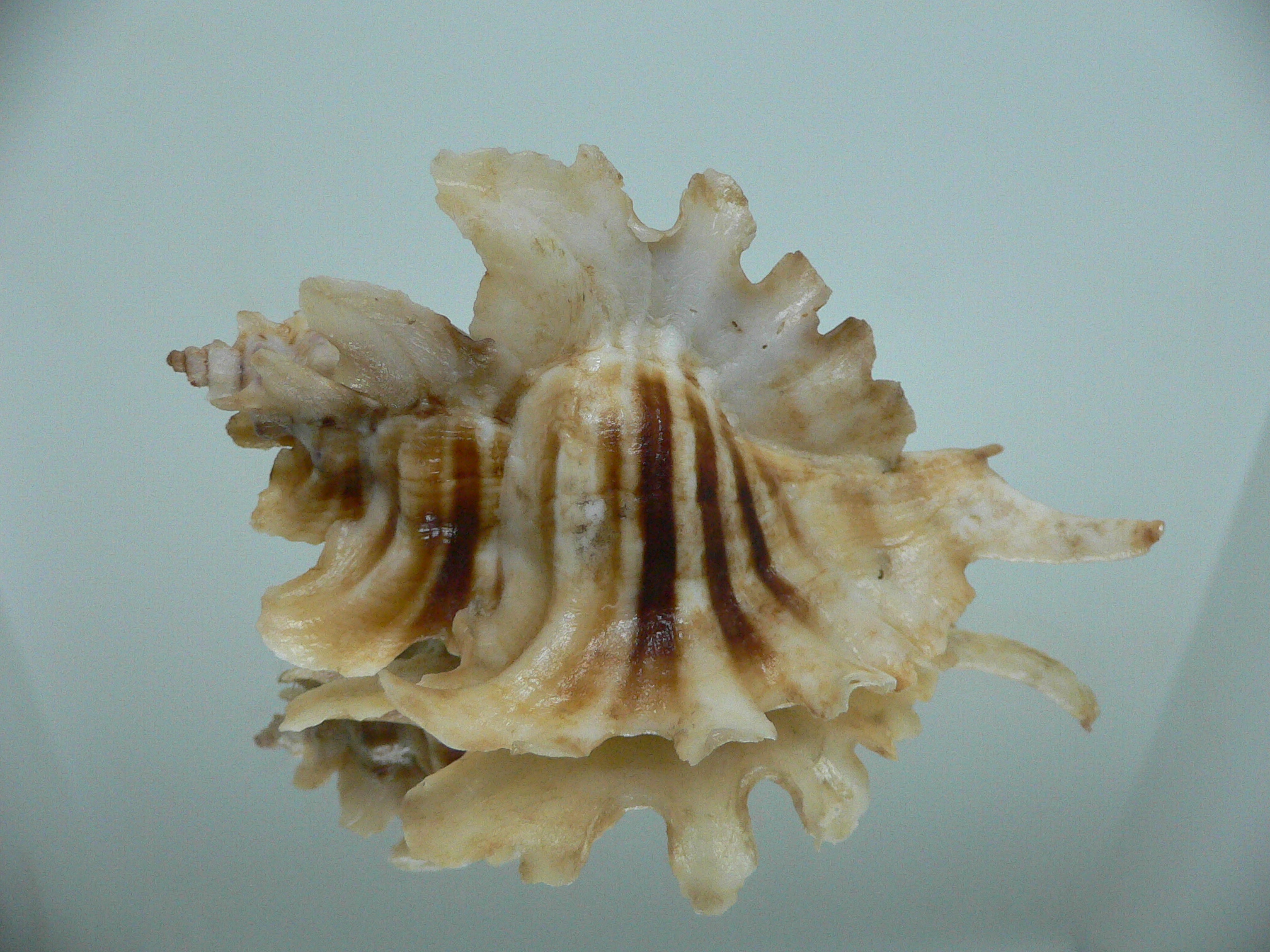 Pteropurpura trialata BIG & THORN