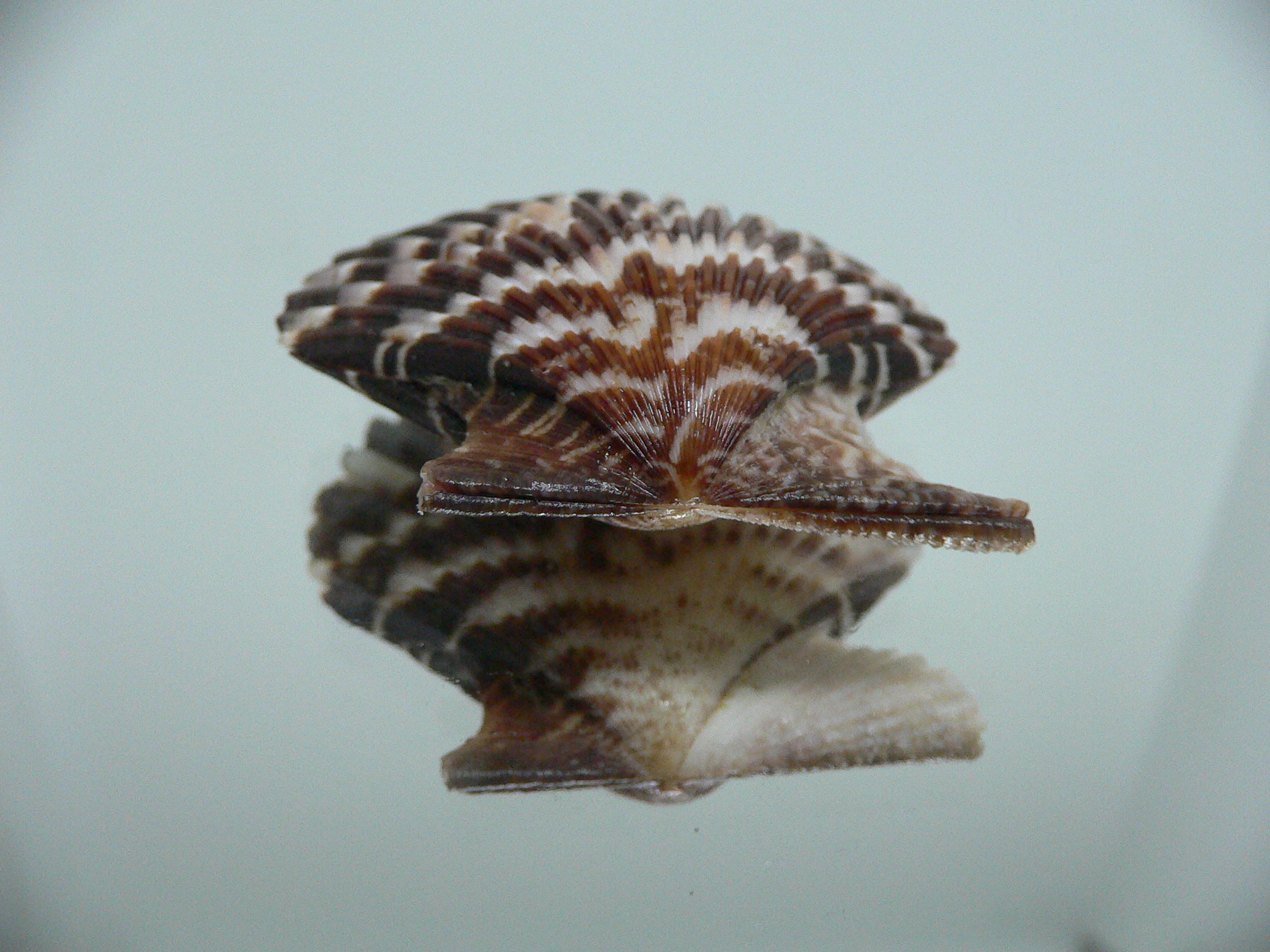 Volachlamus tranquebaria DARK & ZIGZAG