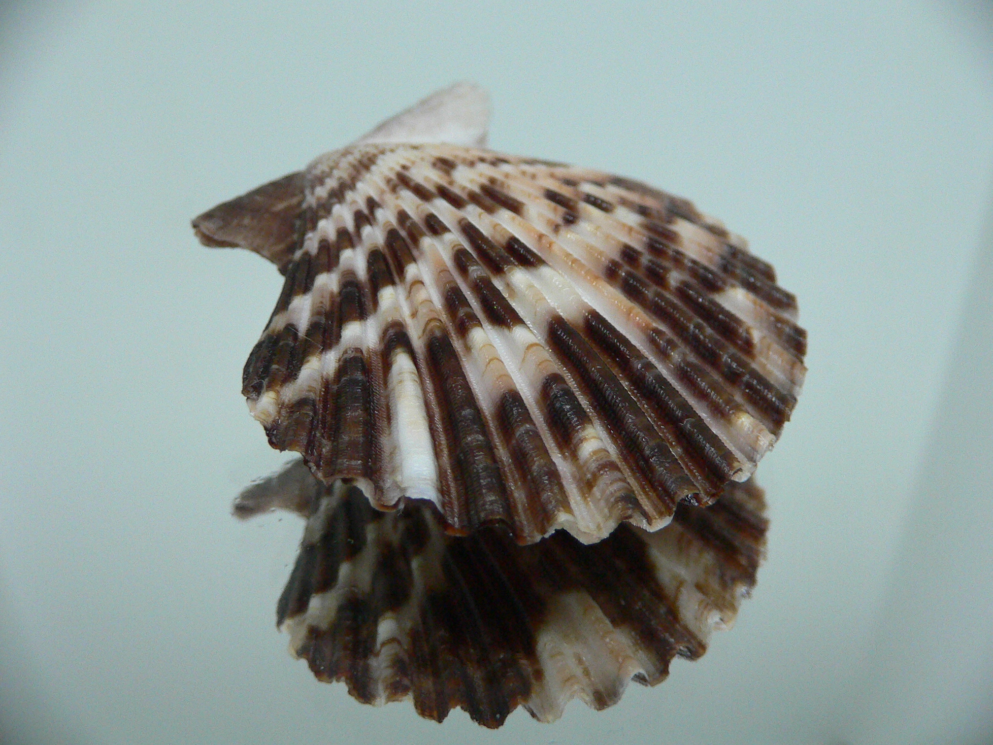 Volachlamus tranquebaria DARK & ZIGZAG