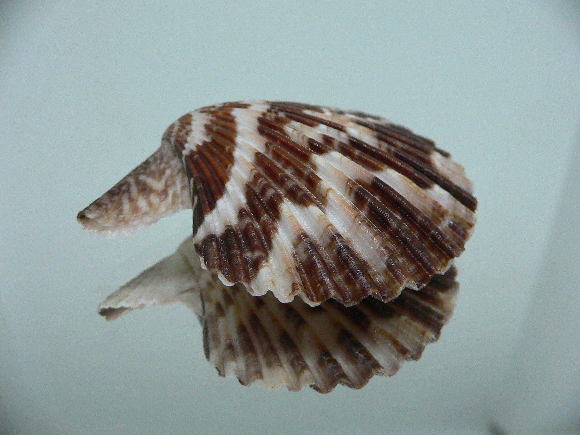 Volachlamus tranquebaria DARK & ZIGZAG