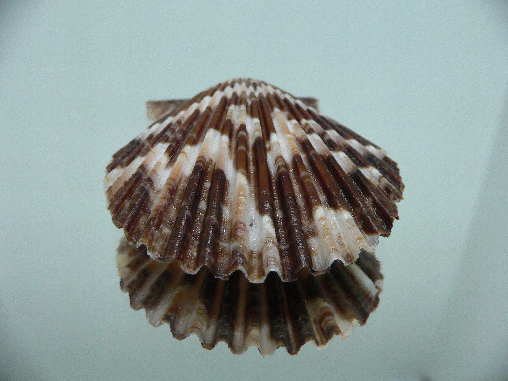 Volachlamus tranquebaria DARK & ZIGZAG