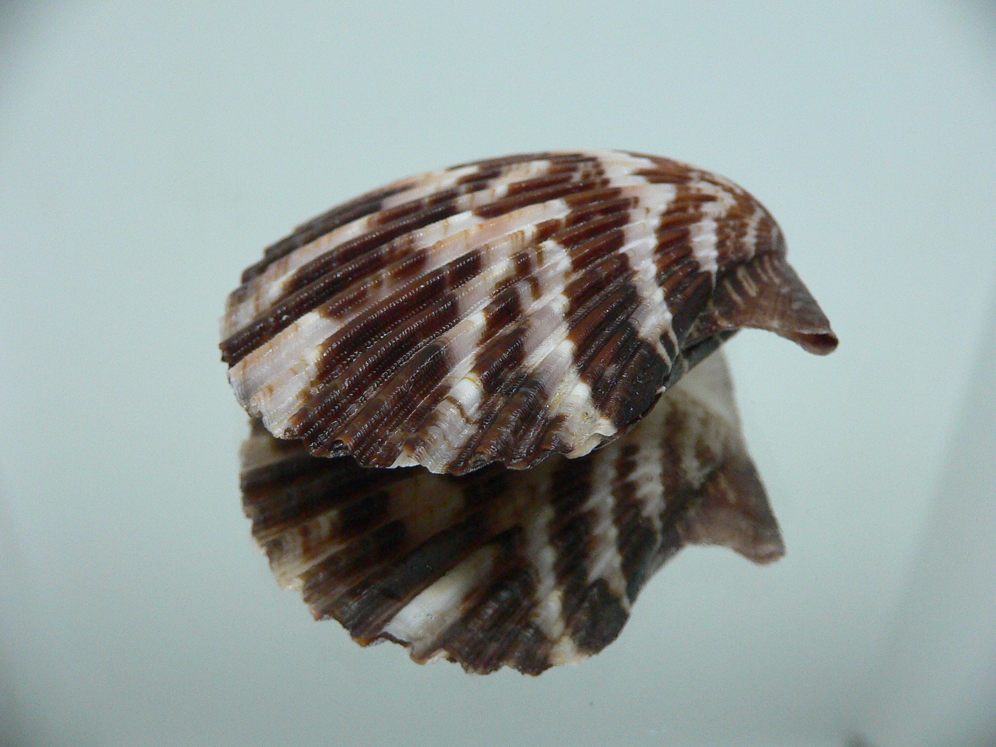 Volachlamus tranquebaria DARK & ZIGZAG