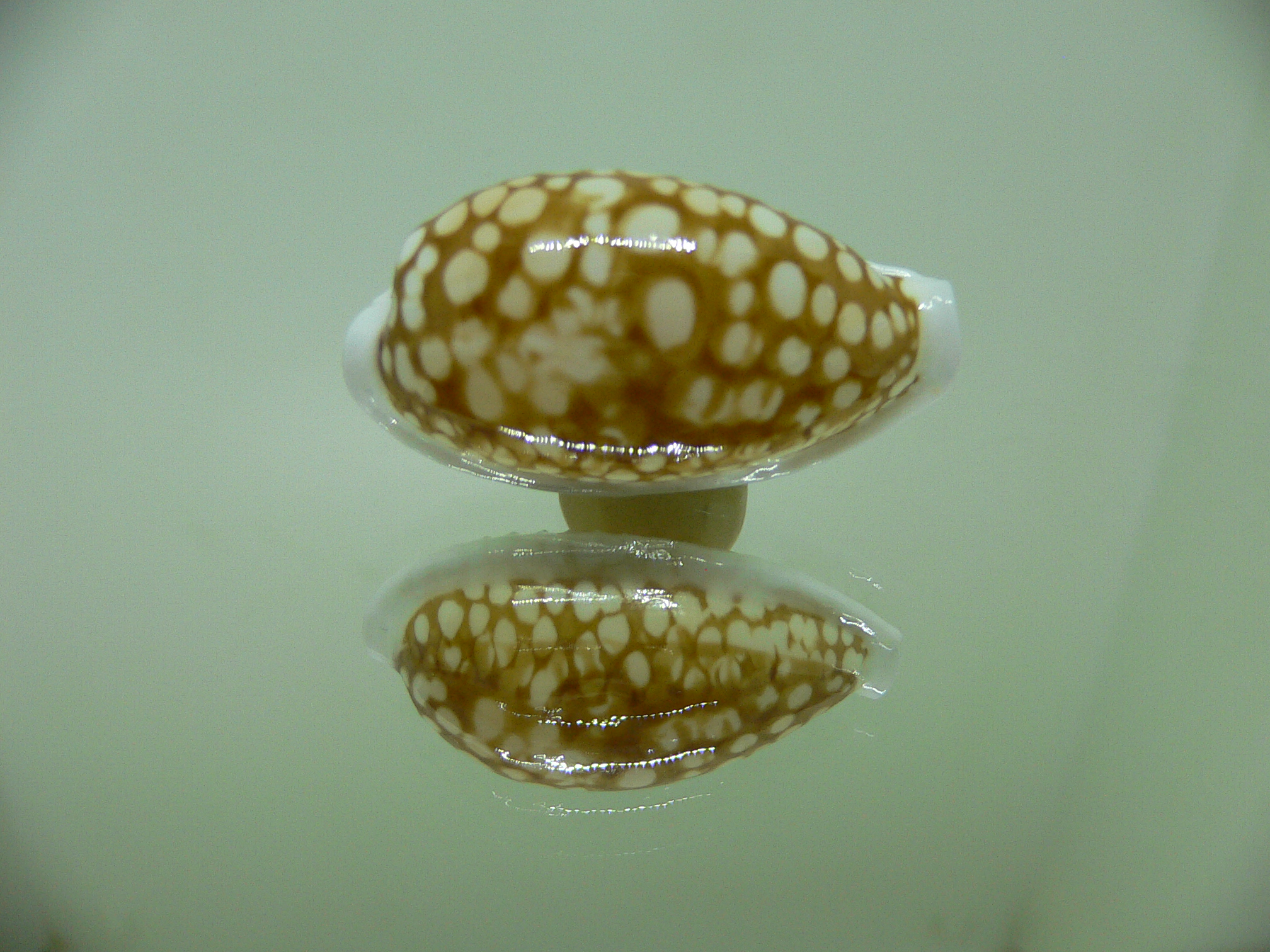 Cribrarula cribraria ELONGATE & BLURRED SPOTS